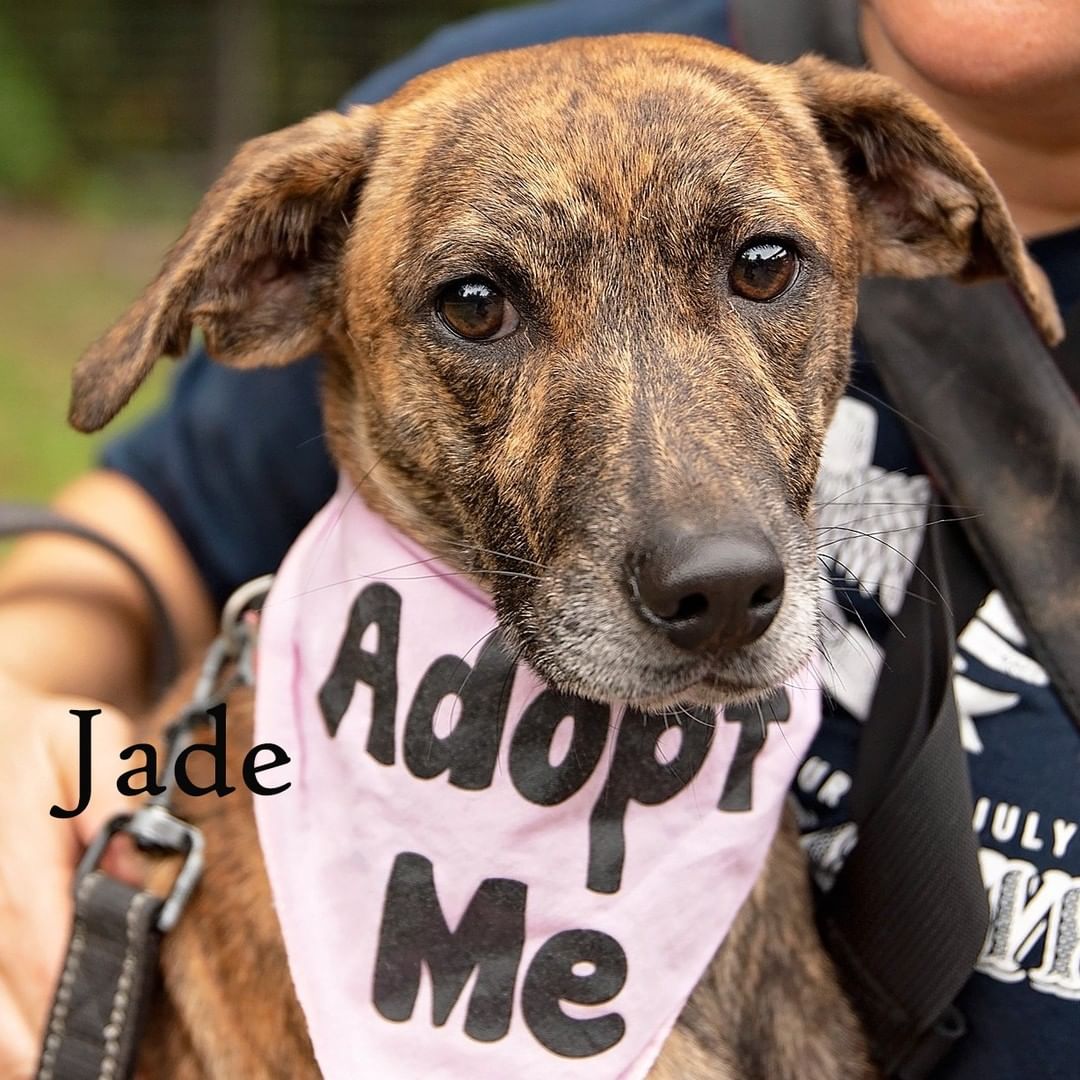 Please meet more of our latest adoptable dogs! 💓
These beautiful dogs are all looking for forever homes. 
Please view their individual listings on our pet finder page via greenmorerescue.org

📷 thank you to our photographers Alicia W. and Rachel K.! 

<a target='_blank' href='https://www.instagram.com/explore/tags/rescue/'>#rescue</a> <a target='_blank' href='https://www.instagram.com/explore/tags/adoptdontshop/'>#adoptdontshop</a> <a target='_blank' href='https://www.instagram.com/explore/tags/dogsofinstagram/'>#dogsofinstagram</a> <a target='_blank' href='https://www.instagram.com/explore/tags/rescuedog/'>#rescuedog</a> <a target='_blank' href='https://www.instagram.com/explore/tags/dog/'>#dog</a> <a target='_blank' href='https://www.instagram.com/explore/tags/adopt/'>#adopt</a> <a target='_blank' href='https://www.instagram.com/explore/tags/dogs/'>#dogs</a> <a target='_blank' href='https://www.instagram.com/explore/tags/rescuedogsofinstagram/'>#rescuedogsofinstagram</a> <a target='_blank' href='https://www.instagram.com/explore/tags/love/'>#love</a> <a target='_blank' href='https://www.instagram.com/explore/tags/puppy/'>#puppy</a> <a target='_blank' href='https://www.instagram.com/explore/tags/cute/'>#cute</a> <a target='_blank' href='https://www.instagram.com/explore/tags/dogstagram/'>#dogstagram</a> <a target='_blank' href='https://www.instagram.com/explore/tags/rescuedogs/'>#rescuedogs</a> <a target='_blank' href='https://www.instagram.com/explore/tags/foster/'>#foster</a> <a target='_blank' href='https://www.instagram.com/explore/tags/instadog/'>#instadog</a> <a target='_blank' href='https://www.instagram.com/explore/tags/pets/'>#pets</a> <a target='_blank' href='https://www.instagram.com/explore/tags/instagram/'>#instagram</a> <a target='_blank' href='https://www.instagram.com/explore/tags/animals/'>#animals</a> <a target='_blank' href='https://www.instagram.com/explore/tags/dogoftheday/'>#dogoftheday</a> <a target='_blank' href='https://www.instagram.com/explore/tags/doglover/'>#doglover</a> <a target='_blank' href='https://www.instagram.com/explore/tags/rescuedismyfavoritebreed/'>#rescuedismyfavoritebreed</a>