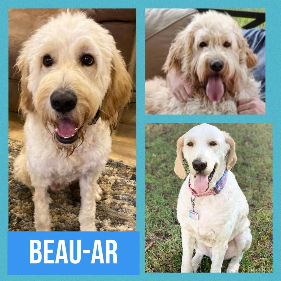 Update! Beau-AR has been ADOPTED! 💙 

▪️▪️▪️▪️▪️▪️▪️▪️

Update! Beau-AR is pending adoption! 💙 

▪️▪️▪️▪️▪️▪️▪️▪️▪️

Click the link in our bio to learn more about Beau-AR!

Meet handsome Beau-AR 💙, a 2.5 year old male Goldendoodle. He is currently in an IDOG foster home in Magnolia, Arkansas.

Beau is an absolute love bug ♥️. He loves to chase his tennis balls 🎾 and will bring them back until he doesn't. Then you know he's through 😂. He loves to lay outside and take in the breeze and sun ☀️ as long as his people are outside with him. He is very people-oriented. He needs running space and at least a couple of walks a day ⚡️.

Note: we promise all of these pics are of the same dog 😀 Beau-AR recently got a full body trim. ♥️🐾