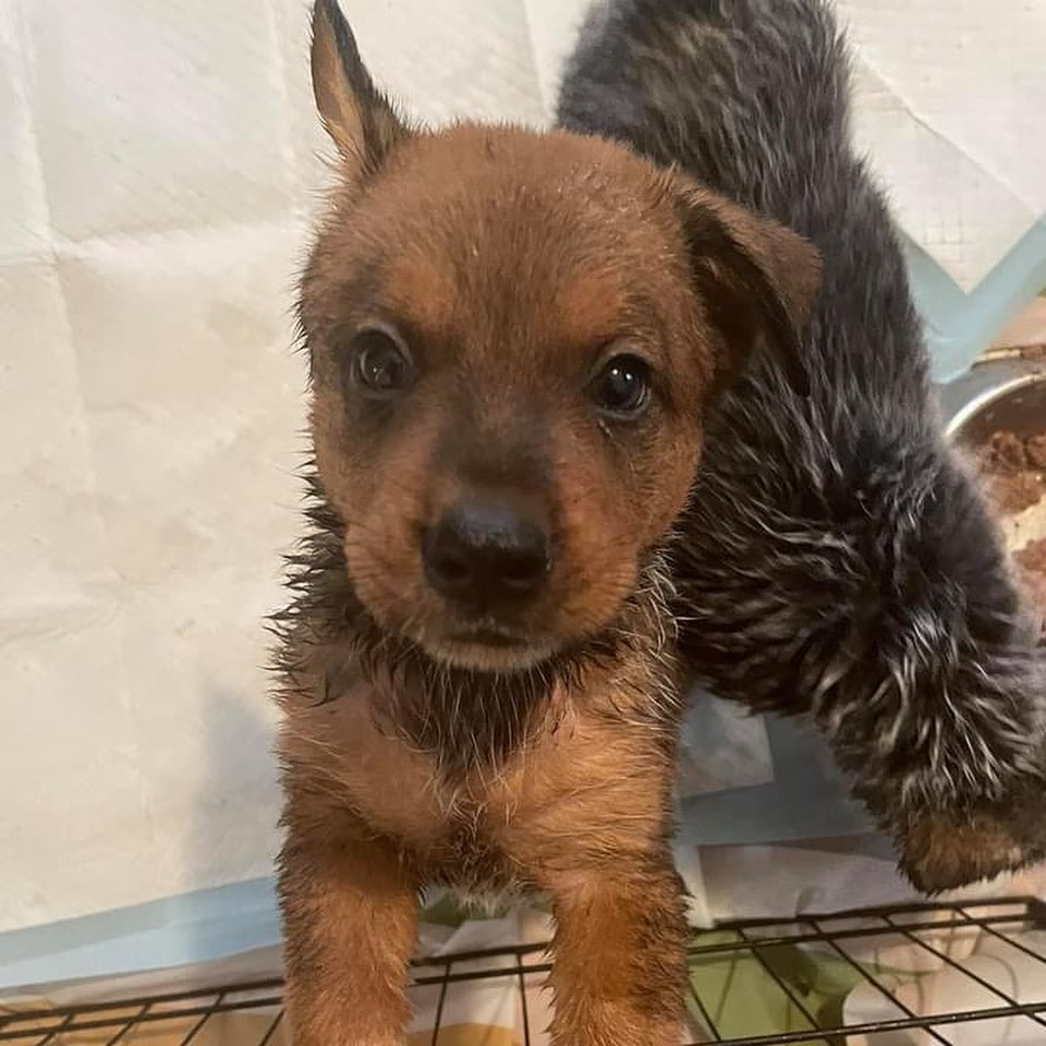 PUPdate! These cuties will be available in a few weeks! We could use more donations of food for their care. Please follow the link in our bio to donate or apply to adopt! 
•••••
<a target='_blank' href='https://www.instagram.com/explore/tags/adopt/'>#adopt</a> <a target='_blank' href='https://www.instagram.com/explore/tags/adoptdontshop/'>#adoptdontshop</a> <a target='_blank' href='https://www.instagram.com/explore/tags/adoptdontshop/'>#adoptdontshop</a>🐾 <a target='_blank' href='https://www.instagram.com/explore/tags/dogsofmidwestrescue/'>#dogsofmidwestrescue</a> <a target='_blank' href='https://www.instagram.com/explore/tags/puppies/'>#puppies</a> <a target='_blank' href='https://www.instagram.com/explore/tags/mutts/'>#mutts</a> <a target='_blank' href='https://www.instagram.com/explore/tags/muttsofinstagram/'>#muttsofinstagram</a> <a target='_blank' href='https://www.instagram.com/explore/tags/adoptme/'>#adoptme</a>