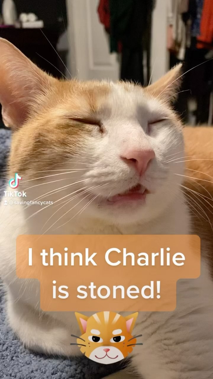 Charlie what is wrong with you? <a target='_blank' href='https://www.instagram.com/explore/tags/mycatisstoned/'>#mycatisstoned</a> <a target='_blank' href='https://www.instagram.com/explore/tags/funnycats/'>#funnycats</a> <a target='_blank' href='https://www.instagram.com/explore/tags/mycatisbroken/'>#mycatisbroken</a>