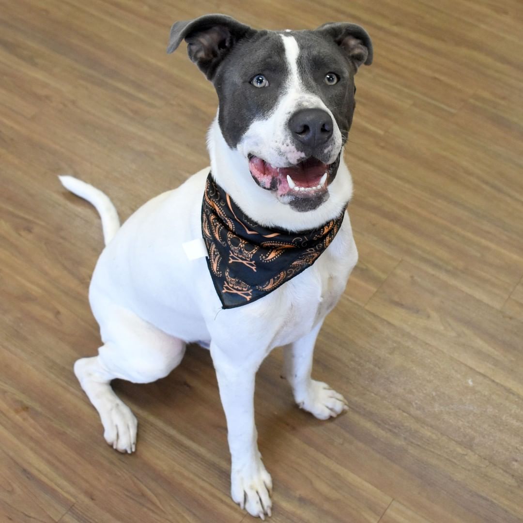 **UPDATE: ADOPTED!** Dobber is a very good boy! He’s sweet and loves belly rubs. He is friendly, likes to meet new people, and gets along with other dogs. He knows a few commands, including “sit” and “stay.” He’s treat-motivated and will gladly shake hands for something yummy to eat. Dobber is also housetrained.

<a target='_blank' href='https://www.instagram.com/explore/tags/MCPetAdoption/'>#MCPetAdoption</a> <a target='_blank' href='https://www.instagram.com/explore/tags/AdoptDontShop/'>#AdoptDontShop</a> <a target='_blank' href='https://www.instagram.com/explore/tags/AdoptableDog/'>#AdoptableDog</a> <a target='_blank' href='https://www.instagram.com/explore/tags/PawsomeDog/'>#PawsomeDog</a> <a target='_blank' href='https://www.instagram.com/explore/tags/HappyDog/'>#HappyDog</a> <a target='_blank' href='https://www.instagram.com/explore/tags/MontgomeryCountyVa/'>#MontgomeryCountyVa</a> <a target='_blank' href='https://www.instagram.com/explore/tags/BlacksburgVa/'>#BlacksburgVa</a> <a target='_blank' href='https://www.instagram.com/explore/tags/Blacksburg/'>#Blacksburg</a> <a target='_blank' href='https://www.instagram.com/explore/tags/ChristiansburgVa/'>#ChristiansburgVa</a> <a target='_blank' href='https://www.instagram.com/explore/tags/Christiansburg/'>#Christiansburg</a>