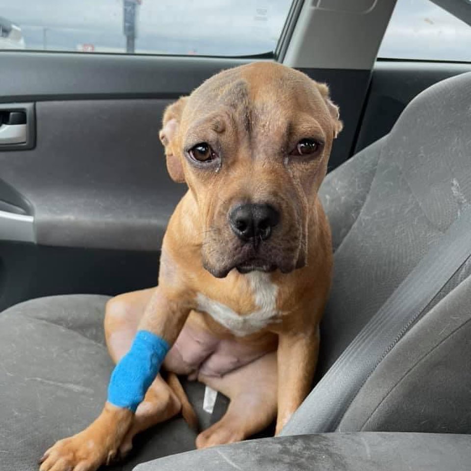 Sparkle is very sick with pneumonia 😞 she’s had such a crappy life, an owner surrender when she’s just a puppy and now we are worried she won’t get to live the happy life she deserves. Had it not been for her foster stepping up, she would surly not be here today. If you all could say a prayer for her, we would really appreciate it. The MPP family has already suffered great loss this week and we cannot stand to lose Sparkle. If you can, please help us with her emergency bills (we are well over $3000 owed this far and just sent her into the ER) We truly do not deserve dogs 😥💔🙏🏼🤞🐾

https://linktr.ee/Montanapittieproject