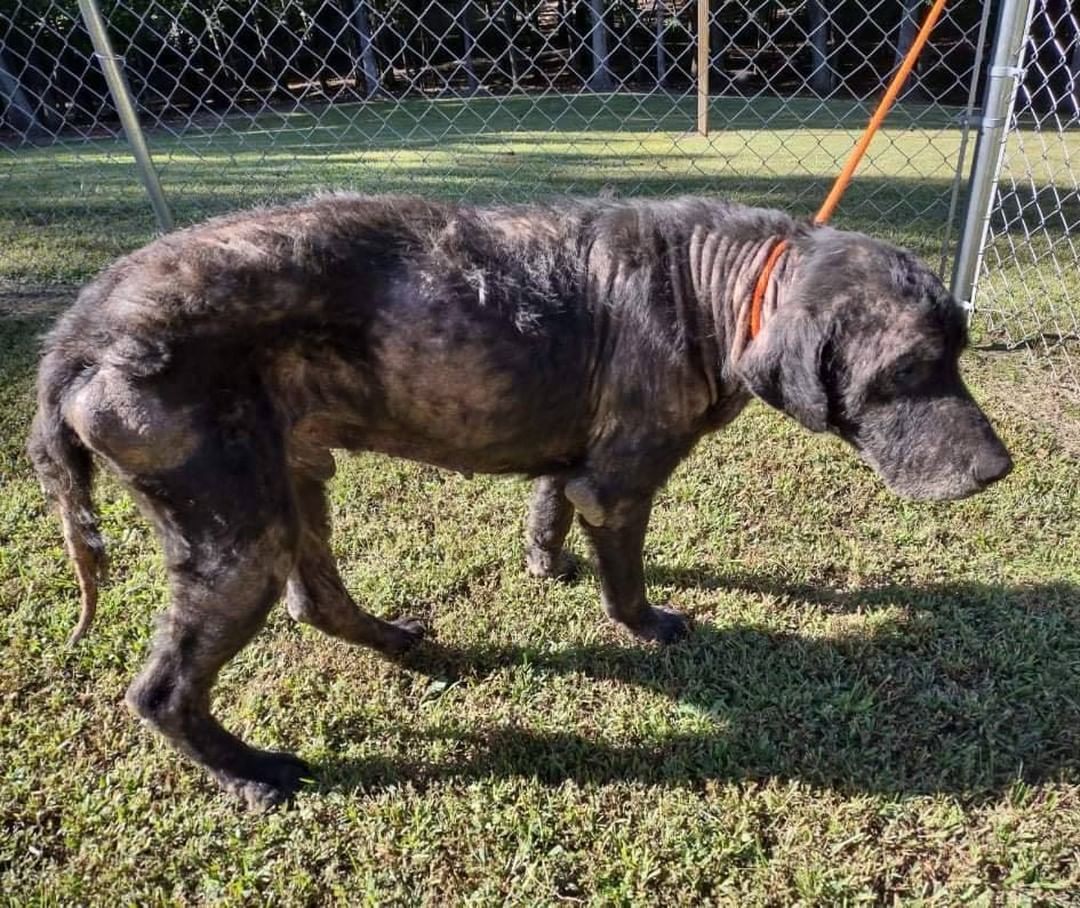 What Can You Do With $5?

You could buy a Pumpkin Spiced Latte or you could join our $5 Friday to help save lives, like Bo!

�This week's $5 Friday is dedicated to Bo. This poor guy was found dumped on a backroad in Kentucky in rough shape. He just arrived at Greenmore this week with a long list of medical issues including Heartworm, Ehrlichia, Lyme, Anaplasmosis, tons of Intestinal Parasites, and a serious skin infection.
 
We have already started to provide him with the medical care he desperately needs including treatment for Heartworm, which can be expensive. He will be nursed back to health by the love and care from our volunteers and staff. The estimated cost of his vet bills for treatment will be $1,800+.

Despite everything he has gone through, Bo is so sweet and gentle. We can't wait to watch his transformation as he heals and eventually finds his forever family.

Please consider giving up your expensive coffee or lunch out this Friday to give $5 (or more) to Greenmore to help Bo. We wouldn’t be able to continue our life-saving work for dogs like Bo without you!

�Donations can be made by visiting our website greenmorerescue.org, clicking the button below or by mailing cash/check to 246 Clonmell Upland Rd, West Grove, PA 19390.