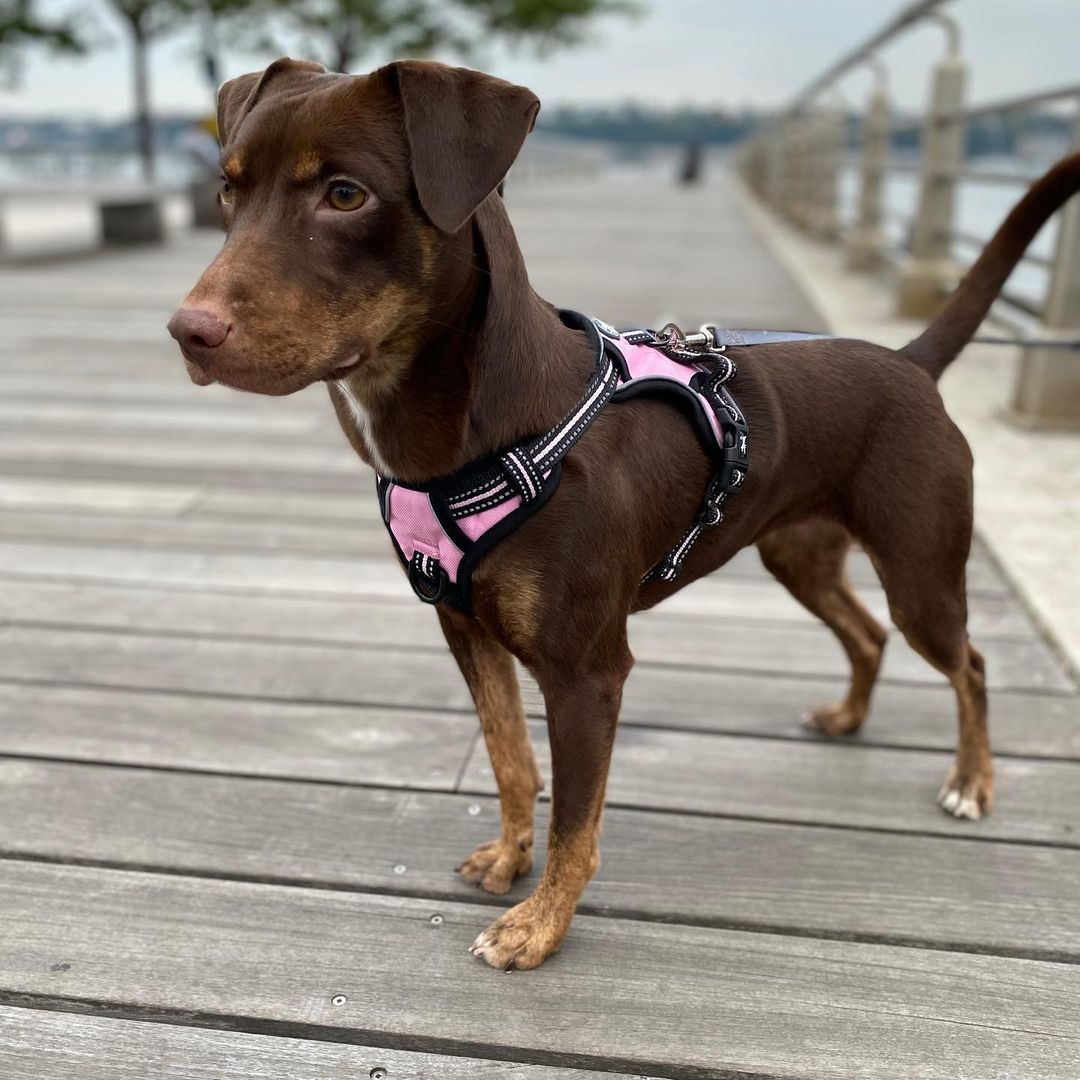 MEET HERSHEY💜
She’s a one year old, 23lb doxie/chi/maybe min pin mix although her record says Doberman mix!

From her foster mom:
“Hershey is a quick learner - for example: she was afraid of stairs but not anymore. 
She loves snuggling and follows everywhere. She doesn't sleep with me (crate in the living room). She howled a little bit the first night but no howling after the second night. 
She doesn't bother me when I sit on the work chair but she wants to sit when I am on the sofa. Seems Hershey wants to stay with me on her side so she basically follows me everywhere. 
She is a baby and still learning. 

She tends to jump on other dogs to play  which scare other dogs. But I see that she just simply wants to play but she gets too excited when dogs are around her.”

We think she would do well in an active home that gives her lots of time to let out her energy and socialize with other dogs either in a dog park, playgroups or on a long walk.

INTERESTED IN ADOPTING? 
To adopt Hershey, apply on our website www.truenorthrescue.org/adopt and email adopt.truenorthrescue@gmail.com to follow up on your application.