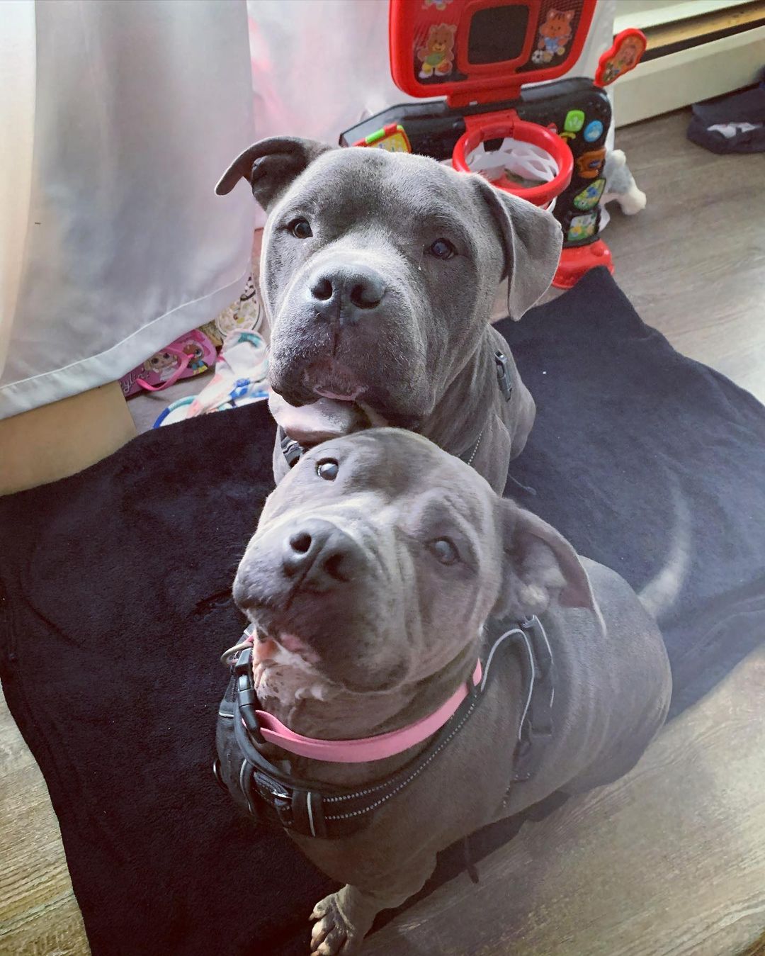 BONDED PAIR!!!! They are 5 and 6 year old pitty’s looking for their forever home. Very loving and sweet. Please share them ❤️🐾 Ivar (male) Freya (Female). House trained and greet with kids. Owners have decided they cannot keep them. Apply online at: btvdogrescue.org