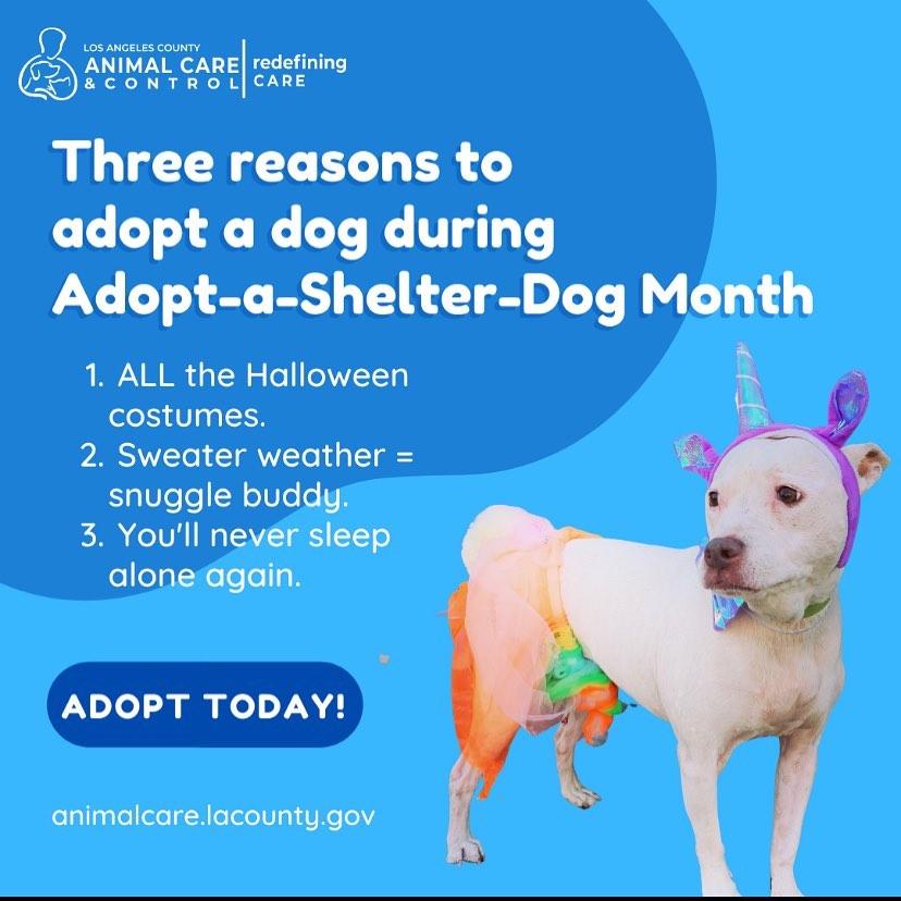 Not that you really need a reason to adopt one of our adorable pups but here are three reasons why you should adopt a dog THIS month! 😊 <a target='_blank' href='https://www.instagram.com/explore/tags/adoptashelterdogmonth/'>#adoptashelterdogmonth</a> <a target='_blank' href='https://www.instagram.com/explore/tags/adoptdontshop/'>#adoptdontshop</a> <a target='_blank' href='https://www.instagram.com/explore/tags/dogsofinstagram/'>#dogsofinstagram</a>