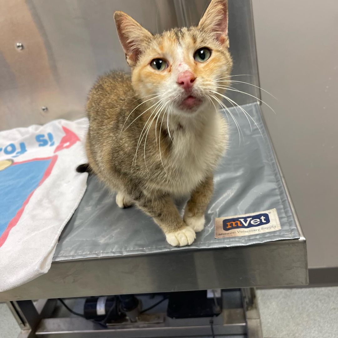 🥺 Urgent help needed in another Hoarding Case!

Oh SKC friends and family, we could really use your help. Another county’s humane association asked us for assistance as they had no options for the kitties involved, other than to put them down…. And we just couldn’t turn away. 
(These decisions are never made carelessly so please no negativity toward the humane association- they did their best… and found SKC. That’s pretty dang good 😉)

We want to be respectful in the information we share as this person was clearly in need of help. What we can say is that there was no running water for over a year… so you can imagine what that means when it comes to cleaning, bodily functions, etc. No one deserves this
Especially these kitties. They did nothing wrong, they don’t deserve to be put down because a human failed them, and they deserve to live a full healthy life. 

SKC has more and more kitties coming in each day as the trappers continue to work and we desperately need additional fosters to help. We have NO MORE SPACE and can only rescue more as fosters come in!!
Please note that ALL of these kitties are being seen by a vet, treated, and FIV/FeLV tested BEFORE going in to foster care. 

We would also be hugely appreciative of any donations or supplies, regardless of amount to help support not only these kitties but the loads of cats and kittens we already have in our care

If you or someone you know can foster even if for just a short time, please see the link below

Donations can be made via our PayPal link our the Amazon wishlist 
Links in bio

Thanks so much and have the best day ever
The power of Meow!