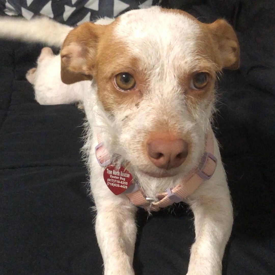 MEET GEORGIA🍑

That’s super sweet two year old small terrier mix is looking for her forever family. 
From her foster mom:

