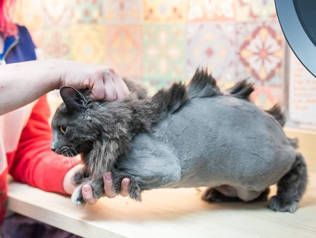 We offer shaves as a therapeutic service: to prevent or remove mats and pelts.  Our human customers report that their kitties feel fabulous after their haircuts! ⁣
⁣
If you'd like to take your cat's style to the next level, we're offering a discount on specialty grooms for the month of October.  Here are a few examples of what we can do. ⁣
⁣
Call 425-307-1008 to book your next grooming appointment – ask for a stegocut, a mohawk, the 12th Fan, or to talk to our groomers about the possibilities.⁣
⁣
<a target='_blank' href='https://www.instagram.com/explore/tags/kaboodlegroom/'>#kaboodlegroom</a> <a target='_blank' href='https://www.instagram.com/explore/tags/catgrooming/'>#catgrooming</a> <a target='_blank' href='https://www.instagram.com/explore/tags/stegocat/'>#stegocat</a> <a target='_blank' href='https://www.instagram.com/explore/tags/mohawkcat/'>#mohawkcat</a> <a target='_blank' href='https://www.instagram.com/explore/tags/PNWcat/'>#PNWcat</a> <a target='_blank' href='https://www.instagram.com/explore/tags/catsofinstagram/'>#catsofinstagram</a> <a target='_blank' href='https://www.instagram.com/explore/tags/catsofig/'>#catsofig</a> <a target='_blank' href='https://www.instagram.com/explore/tags/instacat/'>#instacat</a> <a target='_blank' href='https://www.instagram.com/explore/tags/seattlecatsofinstagram/'>#seattlecatsofinstagram</a> <a target='_blank' href='https://www.instagram.com/explore/tags/redmondcatsofinstagram/'>#redmondcatsofinstagram</a> <a target='_blank' href='https://www.instagram.com/explore/tags/gato/'>#gato</a> <a target='_blank' href='https://www.instagram.com/explore/tags/neko/'>#neko</a> <a target='_blank' href='https://www.instagram.com/explore/tags/chat/'>#chat</a> <a target='_blank' href='https://www.instagram.com/explore/tags/kedi/'>#kedi</a> <a target='_blank' href='https://www.instagram.com/explore/tags/cat/'>#cat</a> <a target='_blank' href='https://www.instagram.com/explore/tags/rescuedismyfavoritebreed/'>#rescuedismyfavoritebreed</a> <a target='_blank' href='https://www.instagram.com/explore/tags/instacats/'>#instacats</a> <a target='_blank' href='https://www.instagram.com/explore/tags/meow/'>#meow</a> <a target='_blank' href='https://www.instagram.com/explore/tags/kitty/'>#kitty</a> <a target='_blank' href='https://www.instagram.com/explore/tags/kittycat/'>#kittycat</a> <a target='_blank' href='https://www.instagram.com/explore/tags/instapet/'>#instapet</a> <a target='_blank' href='https://www.instagram.com/explore/tags/instakitty/'>#instakitty</a> <a target='_blank' href='https://www.instagram.com/explore/tags/cutecat/'>#cutecat</a> <a target='_blank' href='https://www.instagram.com/explore/tags/cutecats/'>#cutecats</a> <a target='_blank' href='https://www.instagram.com/explore/tags/cats/'>#cats</a> <a target='_blank' href='https://www.instagram.com/explore/tags/catstagram/'>#catstagram</a>  <a target='_blank' href='https://www.instagram.com/explore/tags/supportsmallbusiness/'>#supportsmallbusiness</a> <a target='_blank' href='https://www.instagram.com/explore/tags/smallbusiness/'>#smallbusiness</a> <a target='_blank' href='https://www.instagram.com/explore/tags/catcafe/'>#catcafe</a>