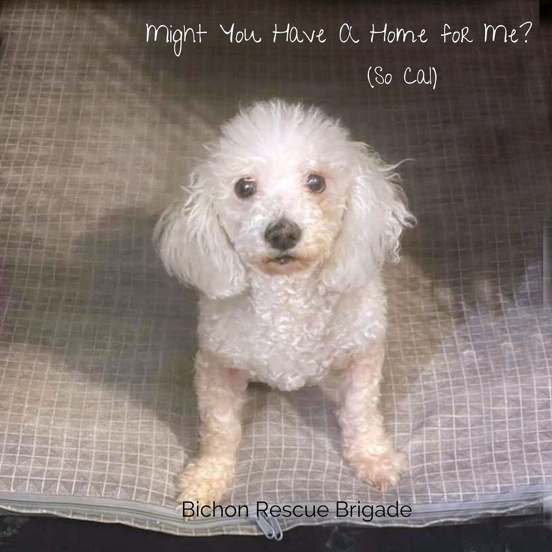 Friday Update- we have Glamis!!! Tuesday Update- brigade thank you to each and everyone who reached out with offers to help this sweet girl. Unfortunately we have been unable to reach her owner with numerous attempts made. We will keep trying. It warms our heart to see so many people offering their homes- our brigade rocks!!! 💖 This sweet senior Girl Needs a Rescue Village!  Her BFF passed away this weekend and she is now missing him terribly, they were together her whole life.  She is healthy and very sweet, house trained on pee pads.  Her ‘family’ recently got two new puppies and were keeping the seniors in the garage because the puppies bark too much when everyone is in the house.  They no longer want this sweet girl, and now she is in the garage all alone, sad and confused 💔. If anyone can take this precious girl please email us Info@BichonRescueBrigade.org.  We would love to find someone to adopt her but a foster would also be wonderful. We think someone home full time and ideally another senior pup would be idea for her. Please SHARE and let’s her her out of the garage and into a warm loving home <a target='_blank' href='https://www.instagram.com/explore/tags/fosteringsaveslives/'>#fosteringsaveslives</a> <a target='_blank' href='https://www.instagram.com/explore/tags/adoptdontshop/'>#adoptdontshop</a> <a target='_blank' href='https://www.instagram.com/explore/tags/adoptme/'>#adoptme</a> <a target='_blank' href='https://www.instagram.com/explore/tags/seniordogsofinstagram/'>#seniordogsofinstagram</a> <a target='_blank' href='https://www.instagram.com/explore/tags/bichonfrise/'>#bichonfrise</a> <a target='_blank' href='https://www.instagram.com/explore/tags/sandiego/'>#sandiego</a> <a target='_blank' href='https://www.instagram.com/explore/tags/anaheim/'>#anaheim</a> <a target='_blank' href='https://www.instagram.com/explore/tags/orangecounty/'>#orangecounty</a> <a target='_blank' href='https://www.instagram.com/explore/tags/losangeles/'>#losangeles</a> <a target='_blank' href='https://www.instagram.com/explore/tags/palmsprings/'>#palmsprings</a> <a target='_blank' href='https://www.instagram.com/explore/tags/makeadifference/'>#makeadifference</a> <a target='_blank' href='https://www.instagram.com/explore/tags/share/'>#share</a>