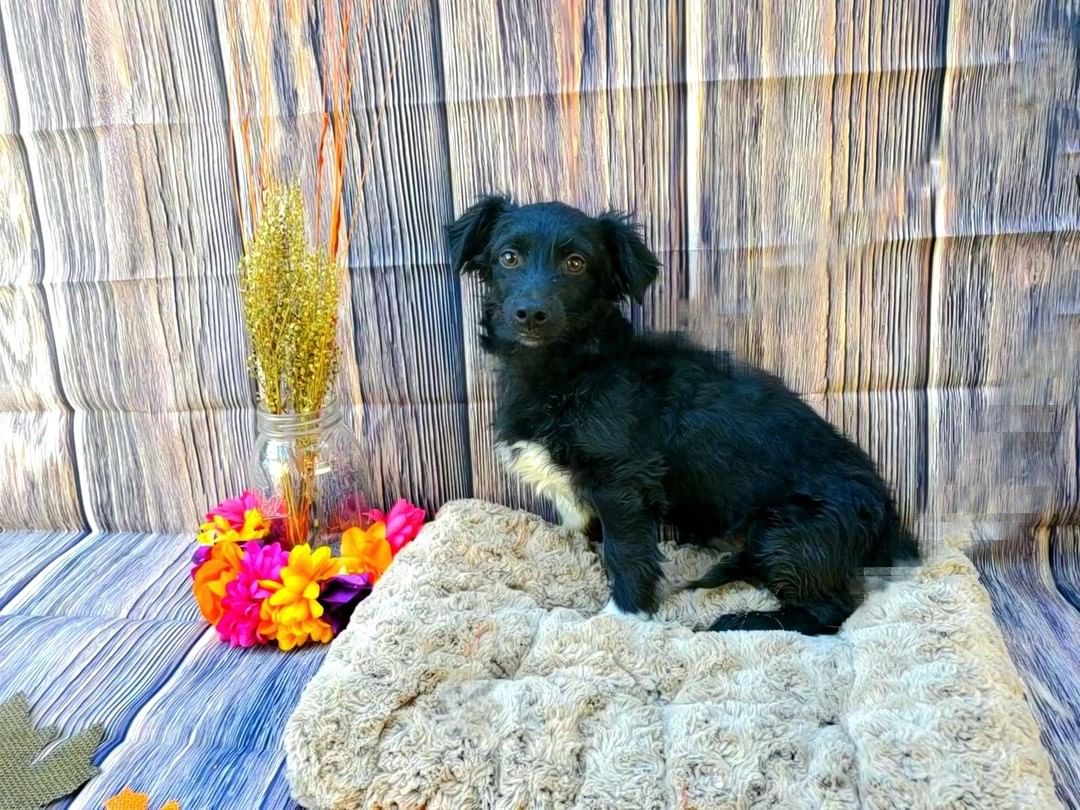 ✨Meet Maverick✨

This little pup is the sweetest! He loves to be held and loves to play with furry friends. He is available for adoption and you can check him out by clicking the link in our bio.