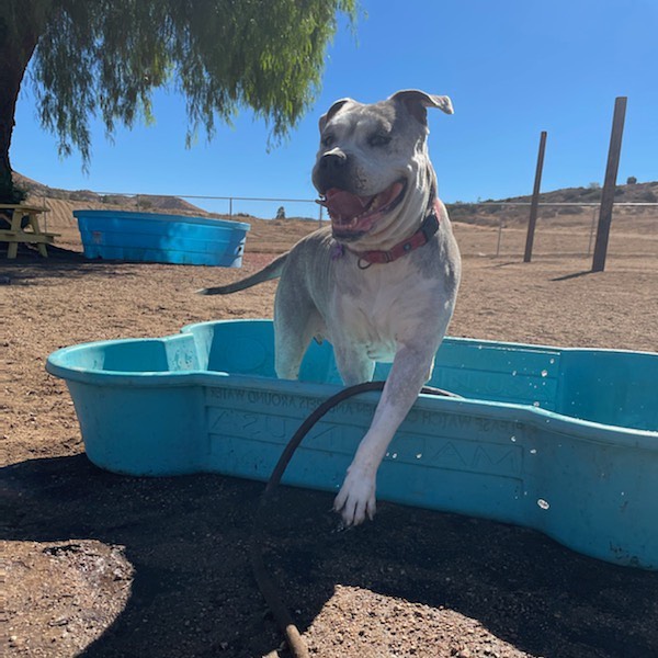 Jack’s cooling off on a hot afternoon!
Jack (who is still looking for his forever home) needs a temporary foster from 10/28-11/1. He needs to be the only pet in the home, and no small children.
If you’re able to temp foster Jack, or if you’re interested in adoption, please reach out!
<a target='_blank' href='https://www.instagram.com/explore/tags/happyboy/'>#happyboy</a> <a target='_blank' href='https://www.instagram.com/explore/tags/giantbreeds/'>#giantbreeds</a> <a target='_blank' href='https://www.instagram.com/explore/tags/kiddiepool/'>#kiddiepool</a> <a target='_blank' href='https://www.instagram.com/explore/tags/adopt/'>#adopt</a> <a target='_blank' href='https://www.instagram.com/explore/tags/foster/'>#foster</a> <a target='_blank' href='https://www.instagram.com/explore/tags/nkla/'>#nkla</a> <a target='_blank' href='https://www.instagram.com/explore/tags/adoptdontshop/'>#adoptdontshop</a><a target='_blank' href='https://www.instagram.com/explore/tags/donate/'>#donate</a> <a target='_blank' href='https://www.instagram.com/explore/tags/support/'>#support</a> <a target='_blank' href='https://www.instagram.com/explore/tags/losangeles/'>#losangeles</a> <a target='_blank' href='https://www.instagram.com/explore/tags/rescuedog/'>#rescuedog</a> <a target='_blank' href='https://www.instagram.com/explore/tags/shelterdog/'>#shelterdog</a> <a target='_blank' href='https://www.instagram.com/explore/tags/rescuedismyfavoritebreed/'>#rescuedismyfavoritebreed</a> <a target='_blank' href='https://www.instagram.com/explore/tags/rescuedogsofinstagram/'>#rescuedogsofinstagram</a> <a target='_blank' href='https://www.instagram.com/explore/tags/dog/'>#dog</a> <a target='_blank' href='https://www.instagram.com/explore/tags/dogsofinstagram/'>#dogsofinstagram</a> <a target='_blank' href='https://www.instagram.com/explore/tags/rescue/'>#rescue</a> <a target='_blank' href='https://www.instagram.com/explore/tags/shelterdogsofinstagram/'>#shelterdogsofinstagram</a> <a target='_blank' href='https://www.instagram.com/explore/tags/whorescuedwho/'>#whorescuedwho</a> <a target='_blank' href='https://www.instagram.com/explore/tags/fosteringsaveslives/'>#fosteringsaveslives</a> <a target='_blank' href='https://www.instagram.com/explore/tags/fosterme/'>#fosterme</a> <a target='_blank' href='https://www.instagram.com/explore/tags/adoptme/'>#adoptme</a> <a target='_blank' href='https://www.instagram.com/explore/tags/savethemall/'>#savethemall</a> <a target='_blank' href='https://www.instagram.com/explore/tags/losangeles/'>#losangeles</a> <a target='_blank' href='https://www.instagram.com/explore/tags/socal/'>#socal</a> <a target='_blank' href='https://www.instagram.com/explore/tags/adoptabledogsofinstagram/'>#adoptabledogsofinstagram</a>