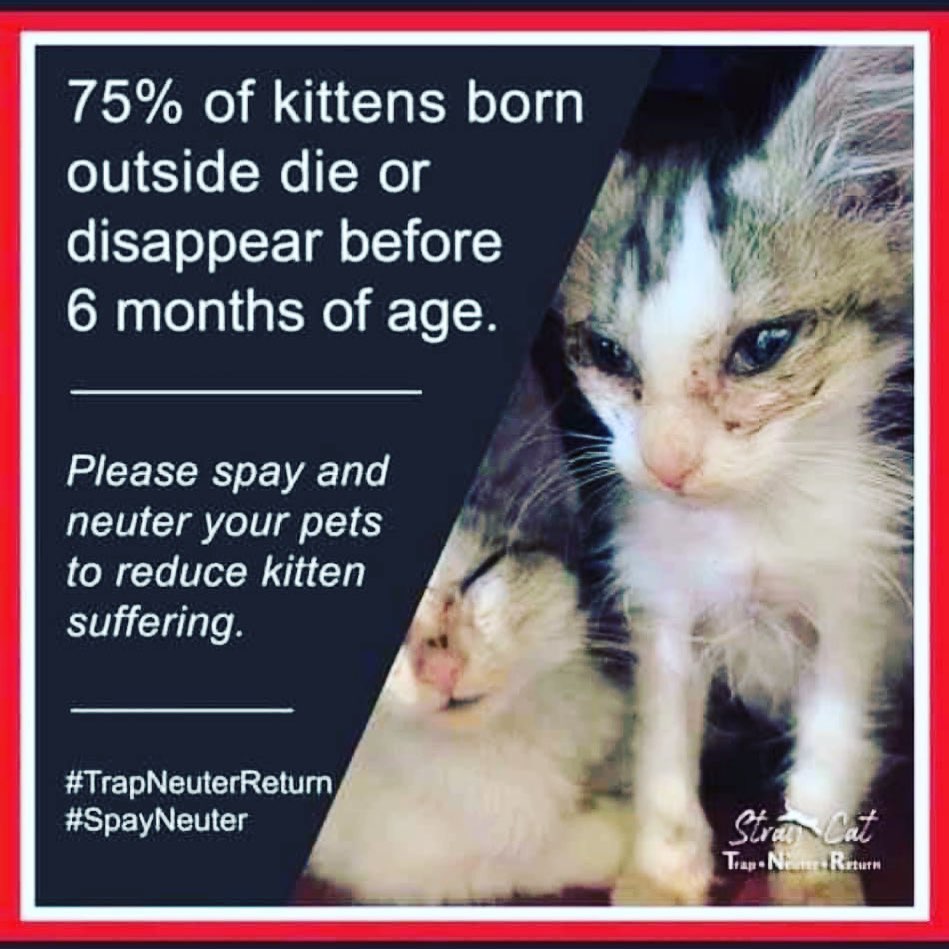 If you need help with spay and neuter please reach out to local resources for help. It takes a village to stop this. One organization or rescue can not do this alone. We all our helping each other to help control the cats and kittens every day. Please do your part. <a target='_blank' href='https://www.instagram.com/explore/tags/loveandpurrssanctuary/'>#loveandpurrssanctuary</a> <a target='_blank' href='https://www.instagram.com/explore/tags/spayandneuter/'>#spayandneuter</a> <a target='_blank' href='https://www.instagram.com/explore/tags/adoptdontshop/'>#adoptdontshop</a> <a target='_blank' href='https://www.instagram.com/explore/tags/rescuecat/'>#rescuecat</a> <a target='_blank' href='https://www.instagram.com/explore/tags/catsanctuary/'>#catsanctuary</a> <a target='_blank' href='https://www.instagram.com/explore/tags/adoption/'>#adoption</a> <a target='_blank' href='https://www.instagram.com/explore/tags/adoptables/'>#adoptables</a> <a target='_blank' href='https://www.instagram.com/explore/tags/volunteer/'>#volunteer</a>