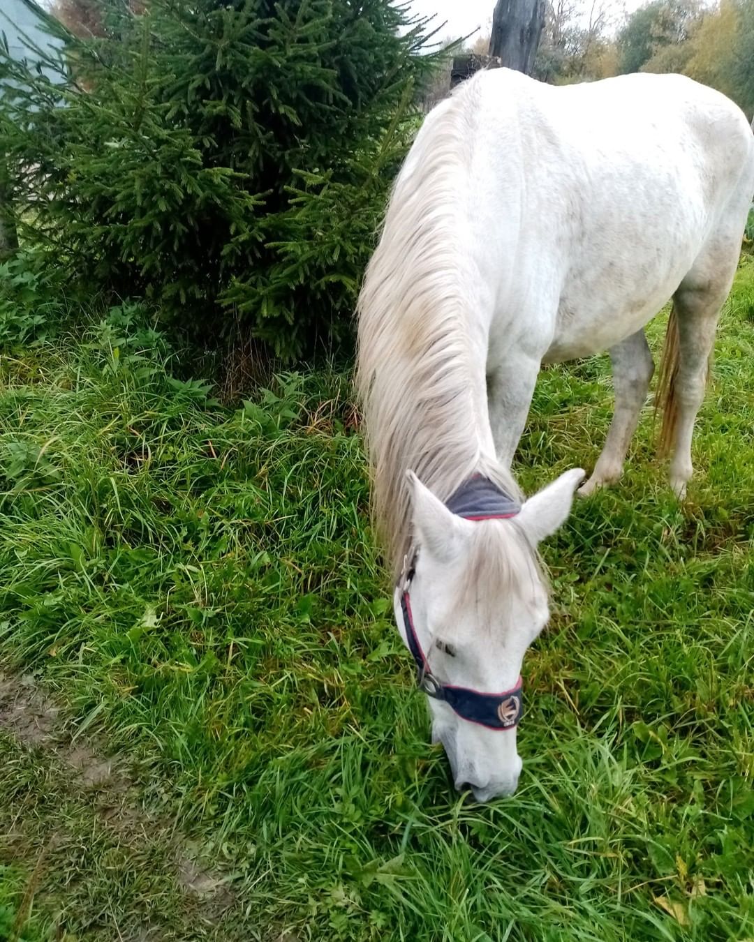 Big Little Life would like to acknowledge our amazing supporter, Suzanne Shaps. 

Back in June, the caretaker at our Russian sanctuary rescued a horse from a slaughter house. We named her Snow, and she became a permanent resident at our sanctuary.  At the time, we did not have the space or the resources for a horse, but we also could not let this sweet young girl to be slaughtered. We converted a dog kennel to be her temporary summer home.
Suzanne, a huge animal lover and an amazing human, stepped up to sponsor Snow. Suzanne always loved horses but could not have one of her own so she adopted Snow from afar. She was there every step of the way: she provided for Snow’s veterinary care, food, and toys. Thanks to Suzanne, our Snow is also the prettiest girl in the village! 
Suzanne also helped with the construction of a barn, which is still ongoing. 
Thank you, dear Suzanne! We simply could not have done this without you! Snow’s is healthy, happy, and safe today because of you! ♥️

<a target='_blank' href='https://www.instagram.com/explore/tags/snow_biglittlelife/'>#snow_biglittlelife</a>