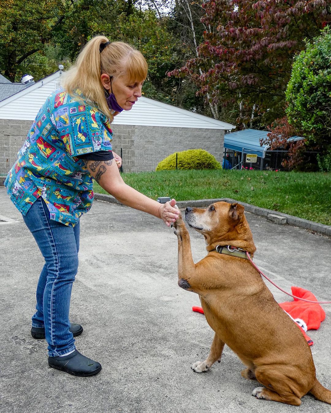 Meet Brando the wonderdog who’s waiting to be king of your castle 🐶🤴🏻 He came to AFA after waiting 4 long years in another shelter in hopes of finally finding his furever home. Brando is a 7 year old Lab/Boxer mix and is truly a wonderful boy! He knows lots of tricks... sit, give paw, high five and walks great on a leash. Brando would prefer to be your only furbaby and bask in all the attention he's longed for most of his life. 🥰 We guarantee you will fall in love with Brando's sweet personality and quiet disposition. 
 
Visit our website if you’re interested in adopting! <a target='_blank' href='https://www.instagram.com/explore/tags/adoptdontshop/'>#adoptdontshop</a> <a target='_blank' href='https://www.instagram.com/explore/tags/seniorpetsofig/'>#seniorpetsofig</a>