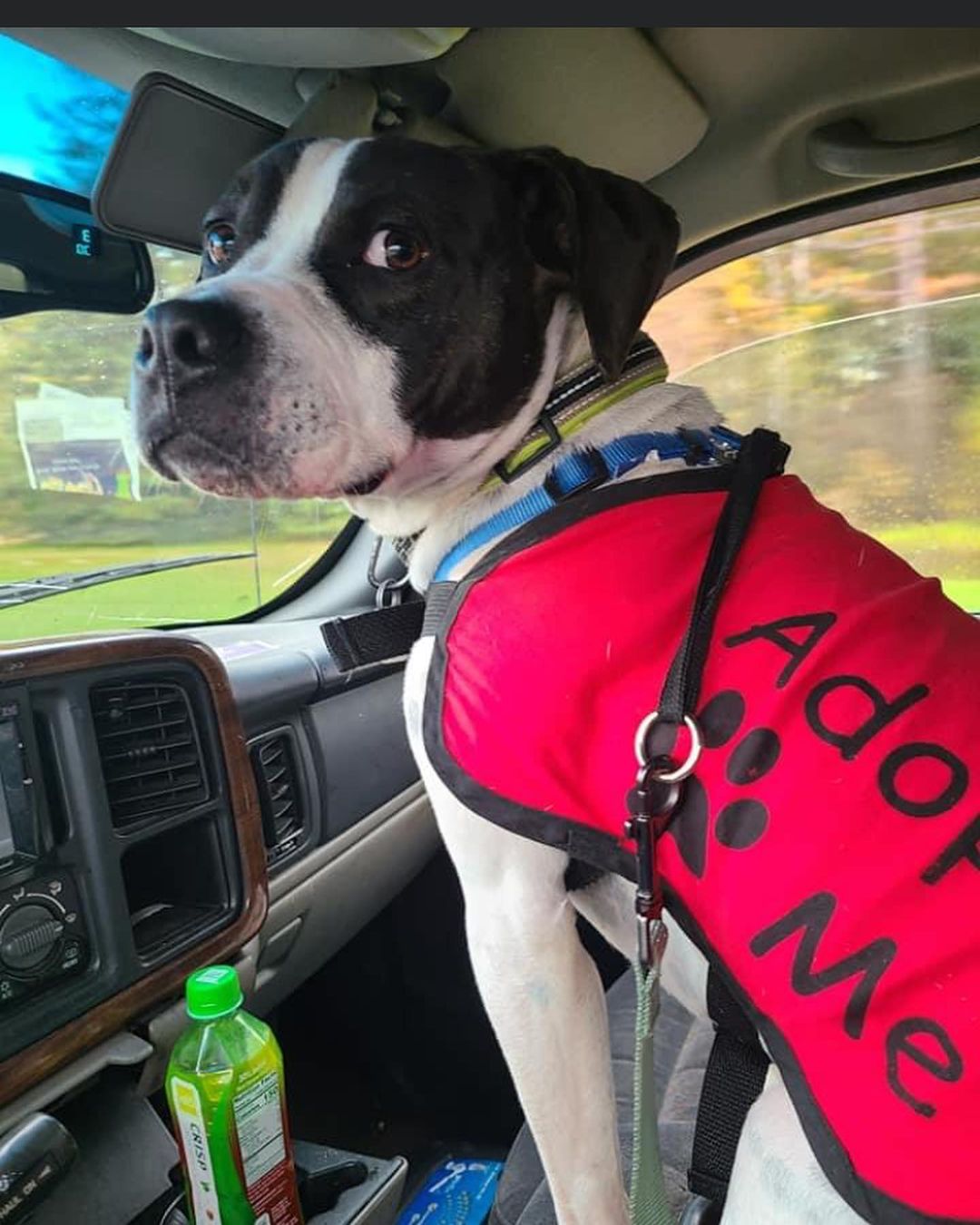 Buster enjoyed his visit to @loweshomeimprovement today, & it looks like everyone else did too! 😂
.
.
.
<a target='_blank' href='https://www.instagram.com/explore/tags/RangeRescue/'>#RangeRescue</a> <a target='_blank' href='https://www.instagram.com/explore/tags/pitbullsofinstagram/'>#pitbullsofinstagram</a>