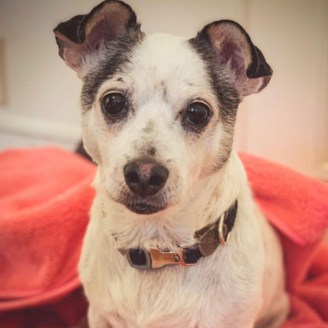 Our sweet sweet 7 year old boy Hank! 😍  Some of you may have met Hank during our events and I’m sure can attest to how great he really is! 🐾🦴 We suspect he is a Terrier and Corgi mix of sorts! He had been roaming the streets a long time, and malnourished before we rescued him! He is a little vision impaired as he doesn’t seem to see things from far distances. 👓🤓. He is the best boi, upbeat ✅, precious ✅, quiet and calm ✅✅. He’s just looking for someone with whom to cuddle with and be loved. We are looking for a forever home with parents who can love on and give him all the attention. Another calm mid aged dog would be a huge plus! 🐶🐶
Hank would love nothing more than finding a forever home with a nice human to share the couch with 🥺♥️🥔🛋 If you’d like to open your home and your heart to Hank, please fill out a form on our site 🙏🏼♥️