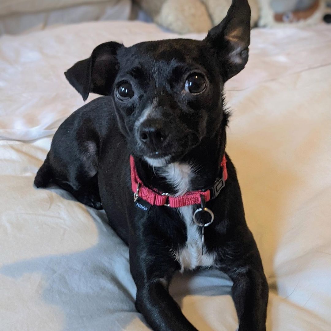 MEET ADOPTABLE LADY💜

From her foster parents:
“Say hello to Lady! This well-mannered 2 year old Chihuahua mix loves snuggling, napping, and wagging her tail. 
She does great on walks and is fully potty-trained – zero accidents with her fosters!

Lady is probably not going to be your new running buddy, but she loves her regular walks and would do best in a moderately active home. She has done well in limited interactions with kids and is wary but interested around other dogs.”

Lady was fostered in Texas with two children under 8, other dogs and two cats. She’s an easy addition to any home!

Overall, Lady is a sweet and gentle dream dog who would do well in almost any home.