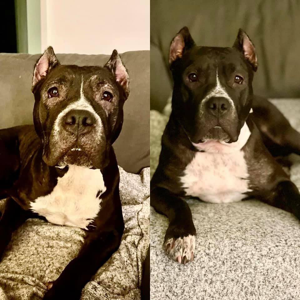Adoptable Sasha’s glow up! 

When she first got here she was battling allergies of the south. Since the north is not as hot and humid, she healed quickly! Her skin and hair is loving the northern fall weather ❤️

www.furkidrescue.org