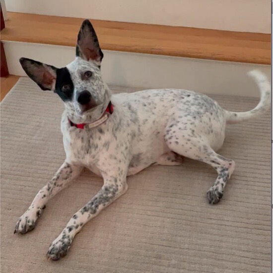 How can you resist that sweet face, happy tail, and those adorable ears?! Memphis gets along with everyone and is patiently waiting for his furever home💙
Memphis is about 9-10 months old, 50 pounds, and was rescued from a shelter in NC. He is a happy, good natured, sweet boy! He loves everyone he meets including other dogs🐶 Memphis loves to run in the yard, go for walks, and chase after toys in the yard. He also likes to chill out with his foster family… if you’re sitting on the floor, Memphis will be there to cuddle with you! 
We know when you meet Memphis, you will fall in love! To adopt him, please email FureverHomeDogRescue@gmail.com
More photos and info at www.FHDR.petfinder.com
<a target='_blank' href='https://www.instagram.com/explore/tags/fureverhomedogrescue/'>#fureverhomedogrescue</a> <a target='_blank' href='https://www.instagram.com/explore/tags/fhdr/'>#fhdr</a> <a target='_blank' href='https://www.instagram.com/explore/tags/rescuepup/'>#rescuepup</a> <a target='_blank' href='https://www.instagram.com/explore/tags/pupforadoption/'>#pupforadoption</a> <a target='_blank' href='https://www.instagram.com/explore/tags/adoptdontshop/'>#adoptdontshop</a> <a target='_blank' href='https://www.instagram.com/explore/tags/fureverhomeneeded/'>#fureverhomeneeded</a>