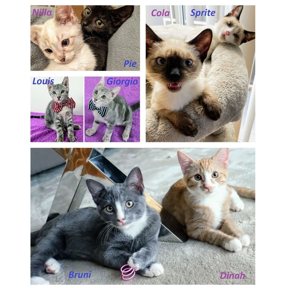 Meet our sweet kittens looking for their forever families❤️❤️

Bonded pairs and solos, affectionate and more reserved, quiet and full of energy, kittens and young adults - they're so different, but all are full of love and ready to make you the center of their universe.

Are YOU ready to make a difference in their lives?

To learn more about available kitties review their profiles at https://angelsfurryfriends.org/.../adoptable-animals/cats/

If you would love to give any of them the forever home of their dreams, please review our Adoption Process https://angelsfurryfriends.org/adoption-process/
and fill out 🐾Adoption application🐾 in order to schedule meet and greet https://angelsfurryfriends.org/adoption-application-cats/

All our kittens will leave to new homes spayed/neutered, vaccinated to age, treated from fleas, dewormed and litter-box trained. They can be FIV/FeLV tested upon request.

<a target='_blank' href='https://www.instagram.com/explore/tags/adoptdontshop/'>#adoptdontshop</a> <a target='_blank' href='https://www.instagram.com/explore/tags/animalrescue/'>#animalrescue</a> <a target='_blank' href='https://www.instagram.com/explore/tags/savealife/'>#savealife</a> <a target='_blank' href='https://www.instagram.com/explore/tags/bekind/'>#bekind</a> <a target='_blank' href='https://www.instagram.com/explore/tags/catsforadoption/'>#catsforadoption</a> <a target='_blank' href='https://www.instagram.com/explore/tags/rescuedismyfavoritebreed/'>#rescuedismyfavoritebreed</a> <a target='_blank' href='https://www.instagram.com/explore/tags/kittensforadoption/'>#kittensforadoption</a> <a target='_blank' href='https://www.instagram.com/explore/tags/adoptme/'>#adoptme</a>