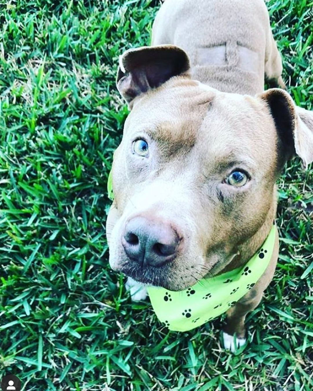 TODAY, WE CELEBRATE LIFE! 🙏🏻

When you donate or help a rescue dog, YOU SAVE A LIFE like Jojo’s AKA Mundell’s. 🙏🏻

On a day like today, THREE YEARS AGO, we saved JoJo AKA Mundell, from DEATH ROW from Sebring, FL. 🙏🏻 The post had mentioned that this precious boy’s life could end at any moment due to lack of space. 😱💔 

EVERYTHING was against this sweet boy. Not only was he a pitbull but at the time, he was also HEARTWORM POSITIVE 😔. 

We knew we couldn’t let him die. 

So, with the help of some AMAZING PEOPLE including Kelly Danforth, off we went to Sebring to save this boy’s life. ❤️

THREE YEARS LATER and Jojo is heart worm free🙏🏻, thinking he is a lapdog and insisting to be held and carried like the little dog he thinks he is and living his best life with his human that loves him very, very much. 💕 

Thank you to everyone who made it possible to save this boy’s life. ❤️🙏🏻💕 

<a target='_blank' href='https://www.instagram.com/explore/tags/rescuedog/'>#rescuedog</a> <a target='_blank' href='https://www.instagram.com/explore/tags/savealife/'>#savealife</a> <a target='_blank' href='https://www.instagram.com/explore/tags/rescuepittie/'>#rescuepittie</a> <a target='_blank' href='https://www.instagram.com/explore/tags/sweetdog/'>#sweetdog</a> <a target='_blank' href='https://www.instagram.com/explore/tags/dontbullymybreed/'>#dontbullymybreed</a> <a target='_blank' href='https://www.instagram.com/explore/tags/gotchaday/'>#gotchaday</a> <a target='_blank' href='https://www.instagram.com/explore/tags/love/'>#love</a> <a target='_blank' href='https://www.instagram.com/explore/tags/puppylove/'>#puppylove</a> <a target='_blank' href='https://www.instagram.com/explore/tags/thisislove/'>#thisislove</a> <a target='_blank' href='https://www.instagram.com/explore/tags/dogadoption/'>#dogadoption</a> <a target='_blank' href='https://www.instagram.com/explore/tags/adoptdontshop/'>#adoptdontshop</a>