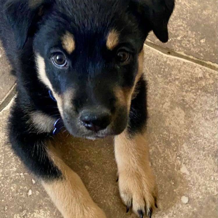 Mr. Tucker here.. I'd like to wish everyone a Happy Friday 😊 as we roll into this beautiful weekend 🌞 🌈. 

We are taking interest forms at this time for this kid. 12 weeks old, full of 