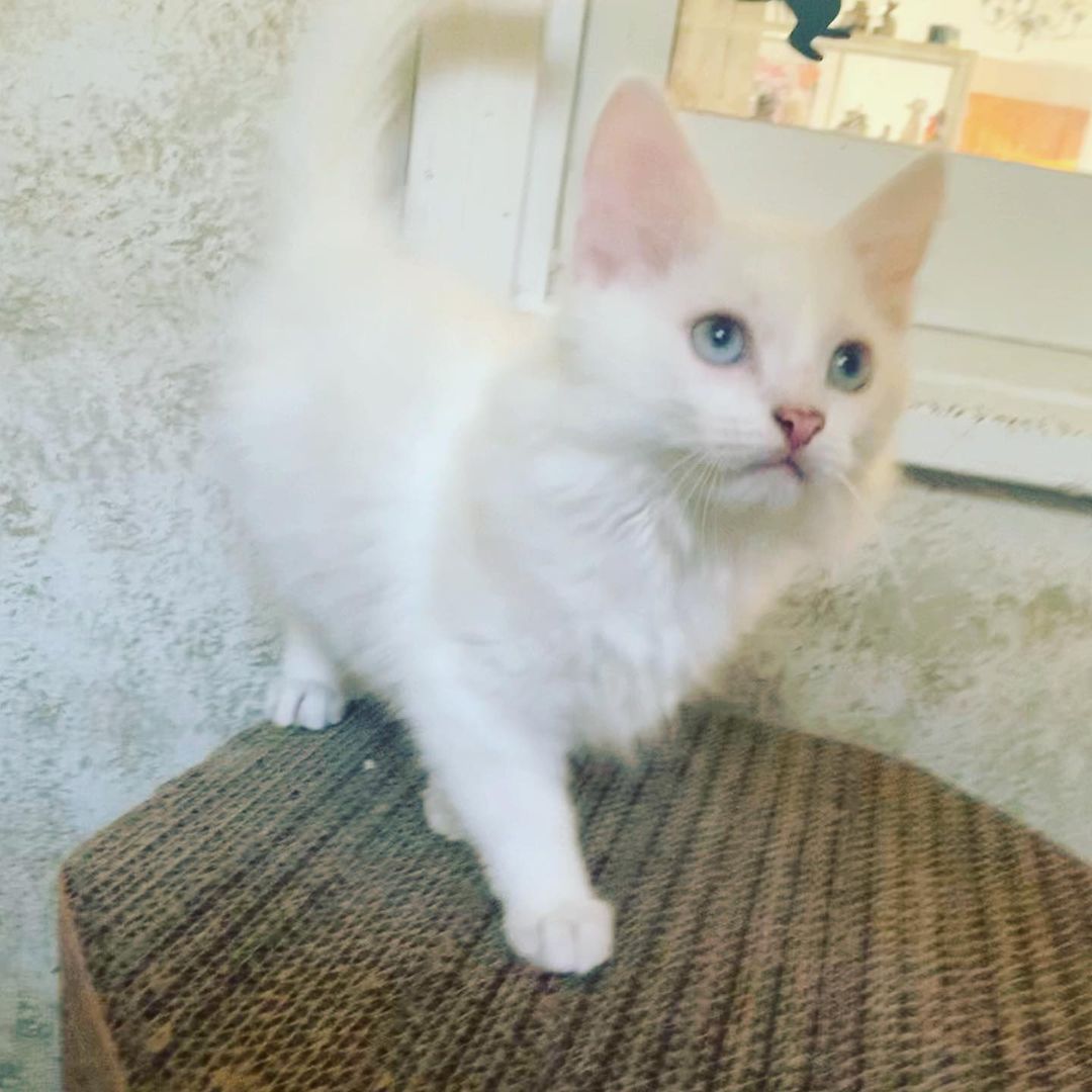 😻🐾🐱Meet momma Snowflake and her two handsome boys Moon and Spirit. These beautiful Turkish Angora kitties are all now fully vetted and ready to be adopted now. We know that they will go very quickly. If you are interested in adopting one or more of them please request an adoption application at loveandpurrssanctuary@gmail.com <a target='_blank' href='https://www.instagram.com/explore/tags/adoptdontshop/'>#adoptdontshop</a> <a target='_blank' href='https://www.instagram.com/explore/tags/adoptables/'>#adoptables</a> <a target='_blank' href='https://www.instagram.com/explore/tags/turkishangora/'>#turkishangora</a> <a target='_blank' href='https://www.instagram.com/explore/tags/loveandpurrssanctuary/'>#loveandpurrssanctuary</a> <a target='_blank' href='https://www.instagram.com/explore/tags/spayandneuter/'>#spayandneuter</a> <a target='_blank' href='https://www.instagram.com/explore/tags/rescuecat/'>#rescuecat</a>