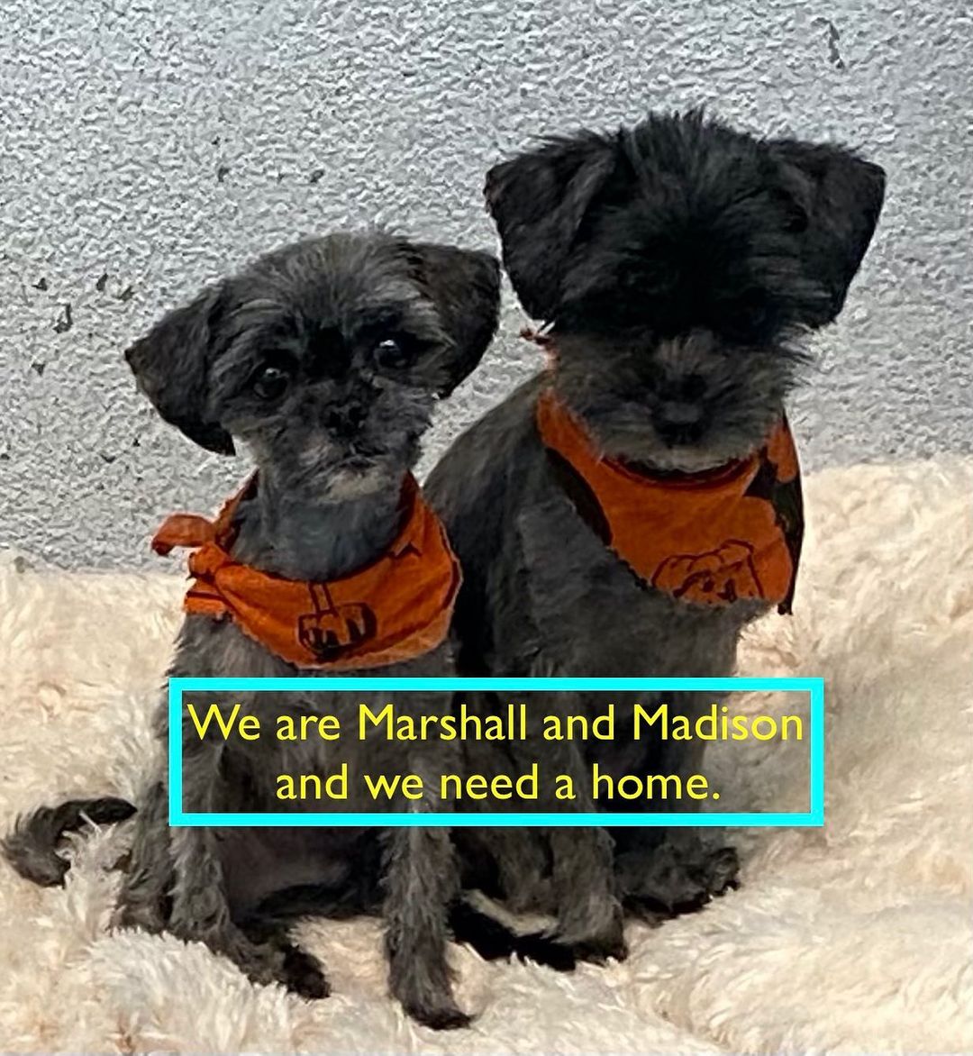 Madison 5 pounds and 4 years old.  Marshall is 3 pounds and 2 years old. Their owners  moved and couldn’t keep them or Marshall’s mum.  These boys are very energetic and playful so no young children nor anyone who can’t lift them.  They are darling, cuddly and sweet.  And they need love. <a target='_blank' href='https://www.instagram.com/explore/tags/adoptdontshop/'>#adoptdontshop</a> <a target='_blank' href='https://www.instagram.com/explore/tags/adoptingsaveslives/'>#adoptingsaveslives</a> <a target='_blank' href='https://www.instagram.com/explore/tags/rescuedogsofinstagram/'>#rescuedogsofinstagram</a> <a target='_blank' href='https://www.instagram.com/explore/tags/adorabledogsofinstagram/'>#adorabledogsofinstagram</a> <a target='_blank' href='https://www.instagram.com/explore/tags/rescuedismyfavoritebreed/'>#rescuedismyfavoritebreed</a> <a target='_blank' href='https://www.instagram.com/explore/tags/sparkyandthegang/'>#sparkyandthegang</a>