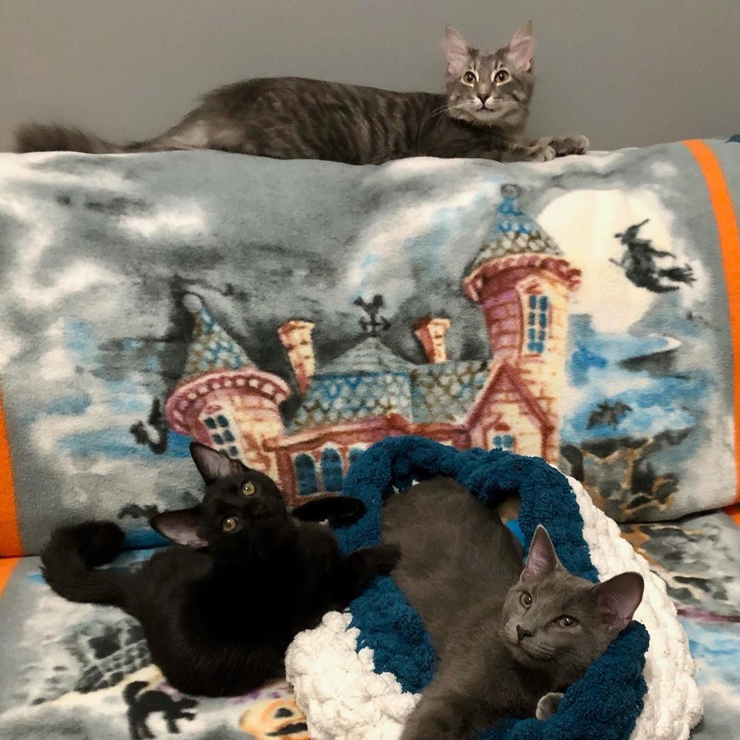 💭Thinking about adding a pet to your family? Join us this weekend!
Meet & Greet with our adoptable <a target='_blank' href='https://www.instagram.com/explore/tags/deCATurFosters/'>#deCATurFosters</a> 🐱

🗓 Saturday, October 16
🕚 11:00am - 2:00pm
📍 3725 E William St Rd Decatur

Visit yoga4cats.com/adopt to learn more about our adoption process and get pre-approved! 🐾💖

<a target='_blank' href='https://www.instagram.com/explore/tags/adoptdontshop/'>#adoptdontshop</a> <a target='_blank' href='https://www.instagram.com/explore/tags/cat/'>#cat</a> <a target='_blank' href='https://www.instagram.com/explore/tags/catlovers/'>#catlovers</a>