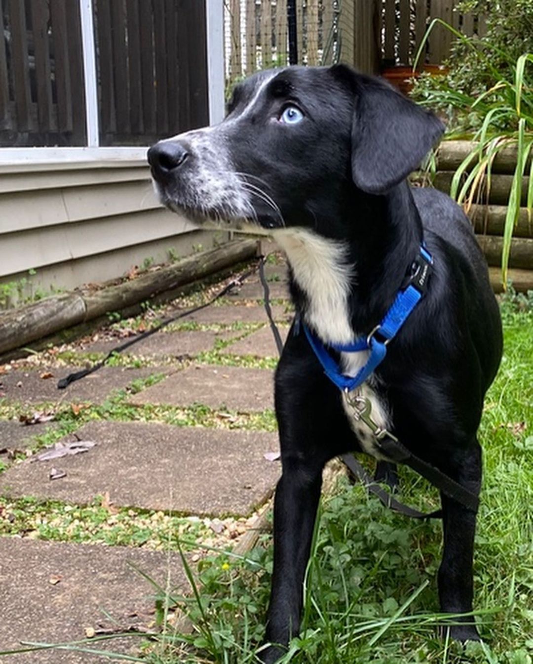 Hello 😊 My name is Remembering Bubblicious. The first thing people notice about are my beautiful, baby blue eyes! I look like a lab mix and am about 2 years old and 33lbs. I'm a shy guy who needs a patient adopter because sometimes the world can be scary. With time, love, and training, I should be able to come out of my shell. I’m ready to find my my forever home and enjoy a happily ever after! If you’re interested in adopting, check out the link in our bio. 

<a target='_blank' href='https://www.instagram.com/explore/tags/adoptabledog/'>#adoptabledog</a> <a target='_blank' href='https://www.instagram.com/explore/tags/adoptdontshop/'>#adoptdontshop</a> <a target='_blank' href='https://www.instagram.com/explore/tags/opttoadopt/'>#opttoadopt</a> <a target='_blank' href='https://www.instagram.com/explore/tags/ophrescue/'>#ophrescue</a> <a target='_blank' href='https://www.instagram.com/explore/tags/savedogs/'>#savedogs</a> <a target='_blank' href='https://www.instagram.com/explore/tags/dogrescue/'>#dogrescue</a> <a target='_blank' href='https://www.instagram.com/explore/tags/rescuedogs/'>#rescuedogs</a> <a target='_blank' href='https://www.instagram.com/explore/tags/mustlovedogs/'>#mustlovedogs</a> <a target='_blank' href='https://www.instagram.com/explore/tags/rescuedismyfavoritebreed/'>#rescuedismyfavoritebreed</a> <a target='_blank' href='https://www.instagram.com/explore/tags/rescuedogsofinstagram/'>#rescuedogsofinstagram</a>
<a target='_blank' href='https://www.instagram.com/explore/tags/cutedog/'>#cutedog</a> <a target='_blank' href='https://www.instagram.com/explore/tags/dogsofinstagram/'>#dogsofinstagram</a> <a target='_blank' href='https://www.instagram.com/explore/tags/dogstagram/'>#dogstagram</a> <a target='_blank' href='https://www.instagram.com/explore/tags/doggie/'>#doggie</a> <a target='_blank' href='https://www.instagram.com/explore/tags/dogslife/'>#dogslife</a>