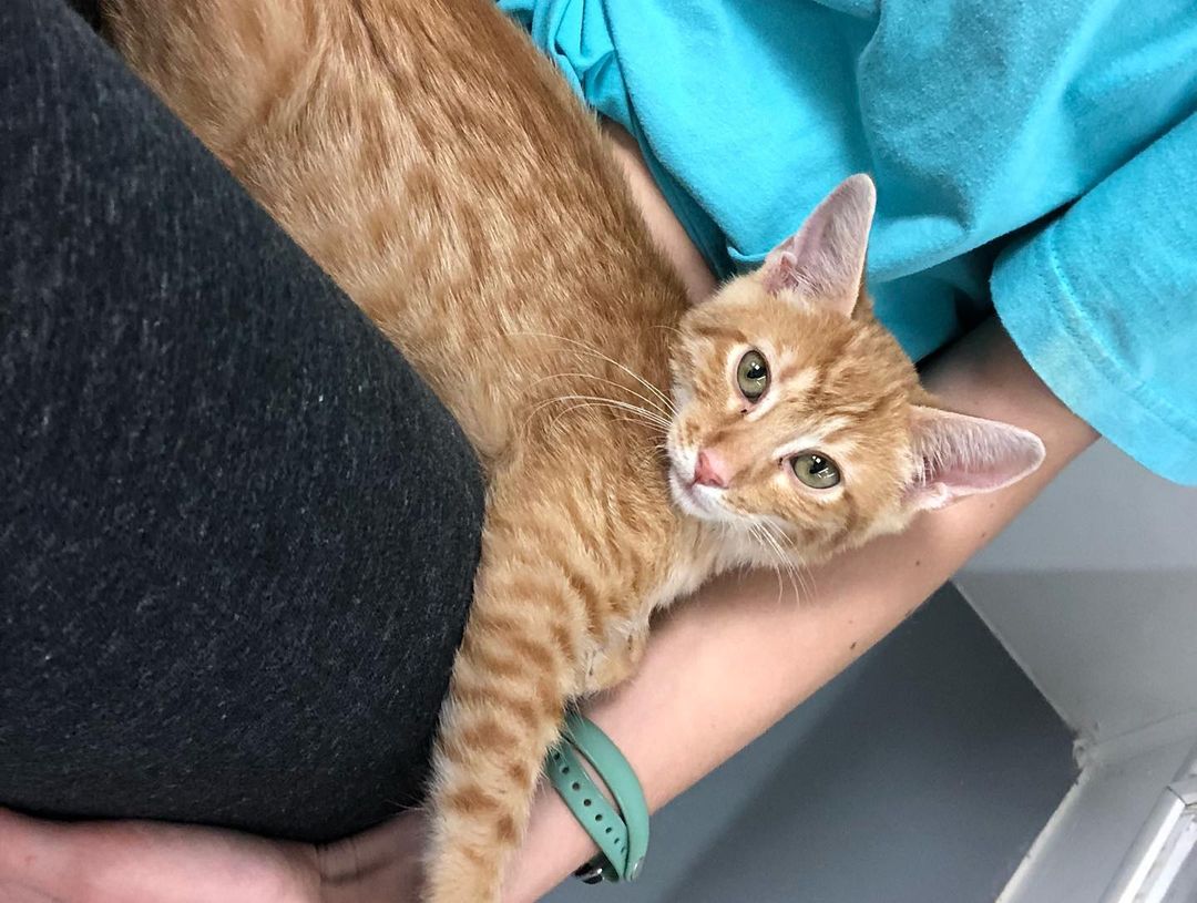 This is Punki!!! 😻
An ADORABLE (3 month old) lap kitty who will purr as soon as he sits in your lap. He’s super soft and loves long cuddle sessions. 
He is currently at our Tyrone location and is ready for a loving home😸❤️
<a target='_blank' href='https://www.instagram.com/explore/tags/kitten/'>#kitten</a> <a target='_blank' href='https://www.instagram.com/explore/tags/lapkitty/'>#lapkitty</a> <a target='_blank' href='https://www.instagram.com/explore/tags/adopt/'>#adopt</a> <a target='_blank' href='https://www.instagram.com/explore/tags/meow/'>#meow</a>