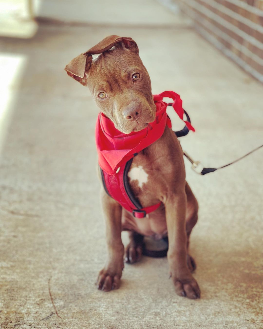 Cuteness Alert🚨 Bella is an adorable 4 month old pitbull mix looking for a home. She is a very affectionate, laidback, playful and smart puppy! Come meet her today at PetSmart on Davis Hwy until 4 pm💜 <a target='_blank' href='https://www.instagram.com/explore/tags/adoptdontshop/'>#adoptdontshop</a> <a target='_blank' href='https://www.instagram.com/explore/tags/rescue/'>#rescue</a> <a target='_blank' href='https://www.instagram.com/explore/tags/foster/'>#foster</a> <a target='_blank' href='https://www.instagram.com/explore/tags/volunteer/'>#volunteer</a> <a target='_blank' href='https://www.instagram.com/explore/tags/juniorhumanesociety/'>#juniorhumanesociety</a> <a target='_blank' href='https://www.instagram.com/explore/tags/puppylove/'>#puppylove</a> <a target='_blank' href='https://www.instagram.com/explore/tags/puppiesofinstagram/'>#puppiesofinstagram</a> <a target='_blank' href='https://www.instagram.com/explore/tags/bestfriend/'>#bestfriend</a> <a target='_blank' href='https://www.instagram.com/explore/tags/pensacola/'>#pensacola</a>