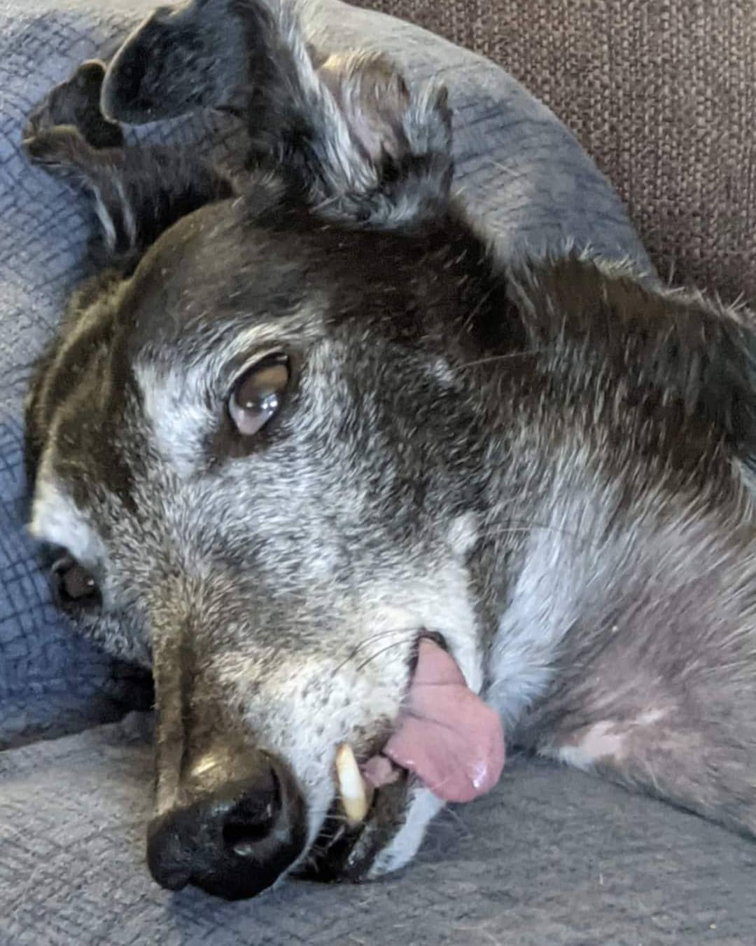 Zara is cool and calm and wants you to celebrate <a target='_blank' href='https://www.instagram.com/explore/tags/TongueOutTuesday/'>#TongueOutTuesday</a> with her.
<a target='_blank' href='https://www.instagram.com/explore/tags/greyhound/'>#greyhound</a> <a target='_blank' href='https://www.instagram.com/explore/tags/greyhounds/'>#greyhounds</a> <a target='_blank' href='https://www.instagram.com/explore/tags/greyhoundsofinstagram/'>#greyhoundsofinstagram</a>