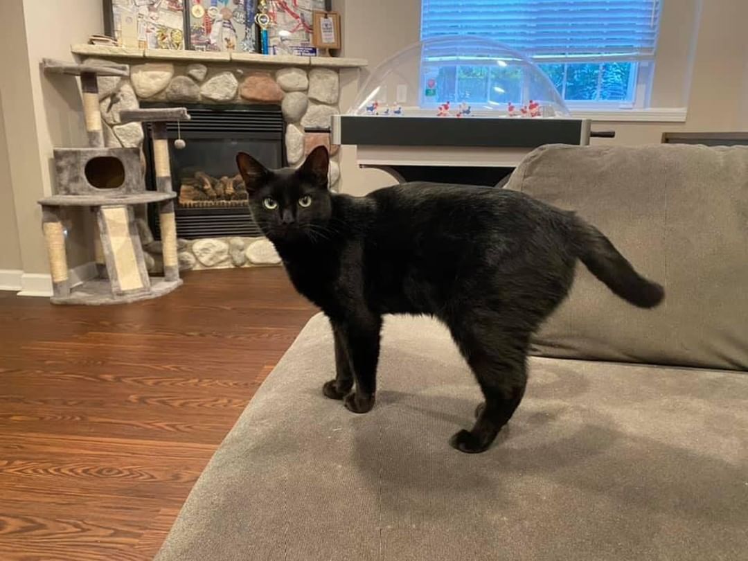 🐾🍁🐾 MEET SQUEAK! 🐾🍁🐾

🖤 Squeak is an one year old, gorgeous, lanky house panther. He’s huge! Not heavy but really tall and lanky!
🖤 He has the greenest eyes and the shiniest fur. 
🖤 He is affectionate and a pleasure to have around. 
🐾 Tolerates other cats fine, but isn’t overly interactive with them. Would likely be ok with respectful dogs!

✔️ Neutered, up to date on vaccinations, tested and microchipped!

If you are interested in adopting this pet, please head to www.pettalesrescue.com and fill out an application ✍🏼