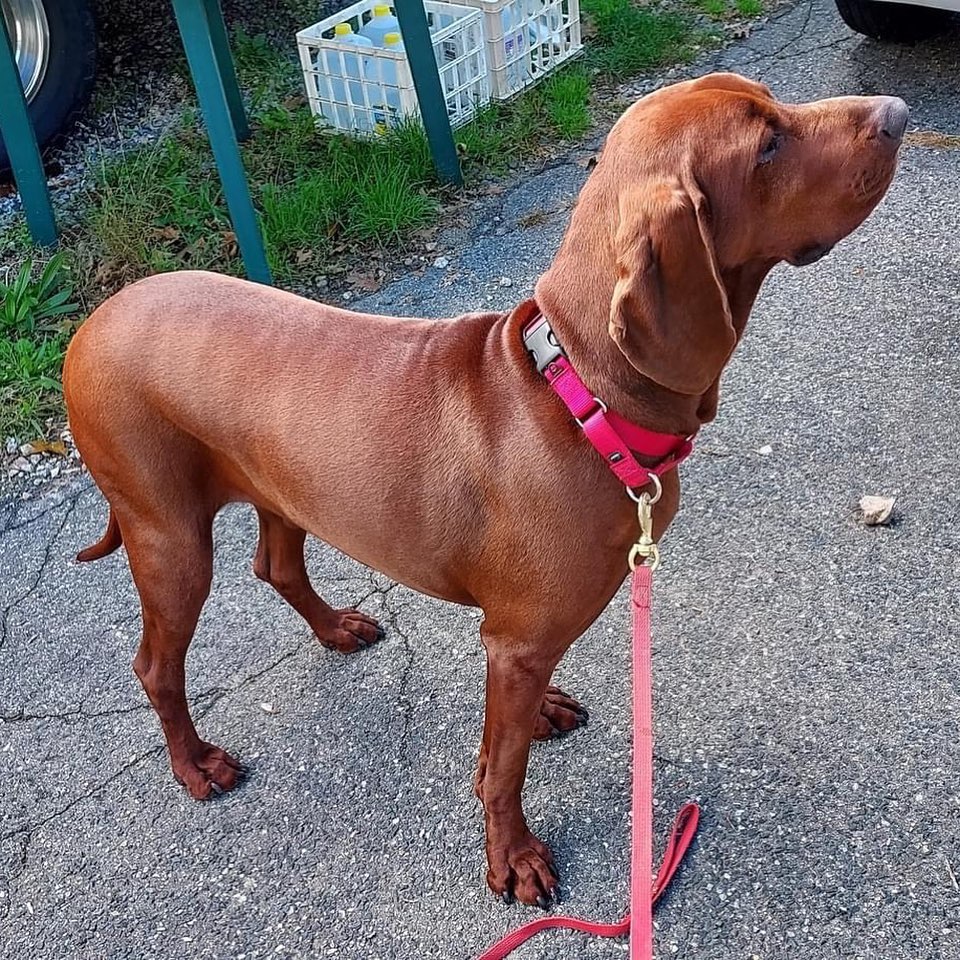 Loki is a 3 yr, 84 lb old male redbone coonhound who is looking for a new home.  Loki is friendly and likes attention from people; he's good with other dogs, and has lived with children.  He's had obedience training and knows 'sit', 'down', and 'paw'. He is housebroken.  Loki has been rehomed a couple of times through no fault of his own. His last home was in an apartment where his loud bark was disturbing to neighbors.  Loki is a good dog and he'll make a great companion.  If interested, please email necoonhoundrescue@gmail.com