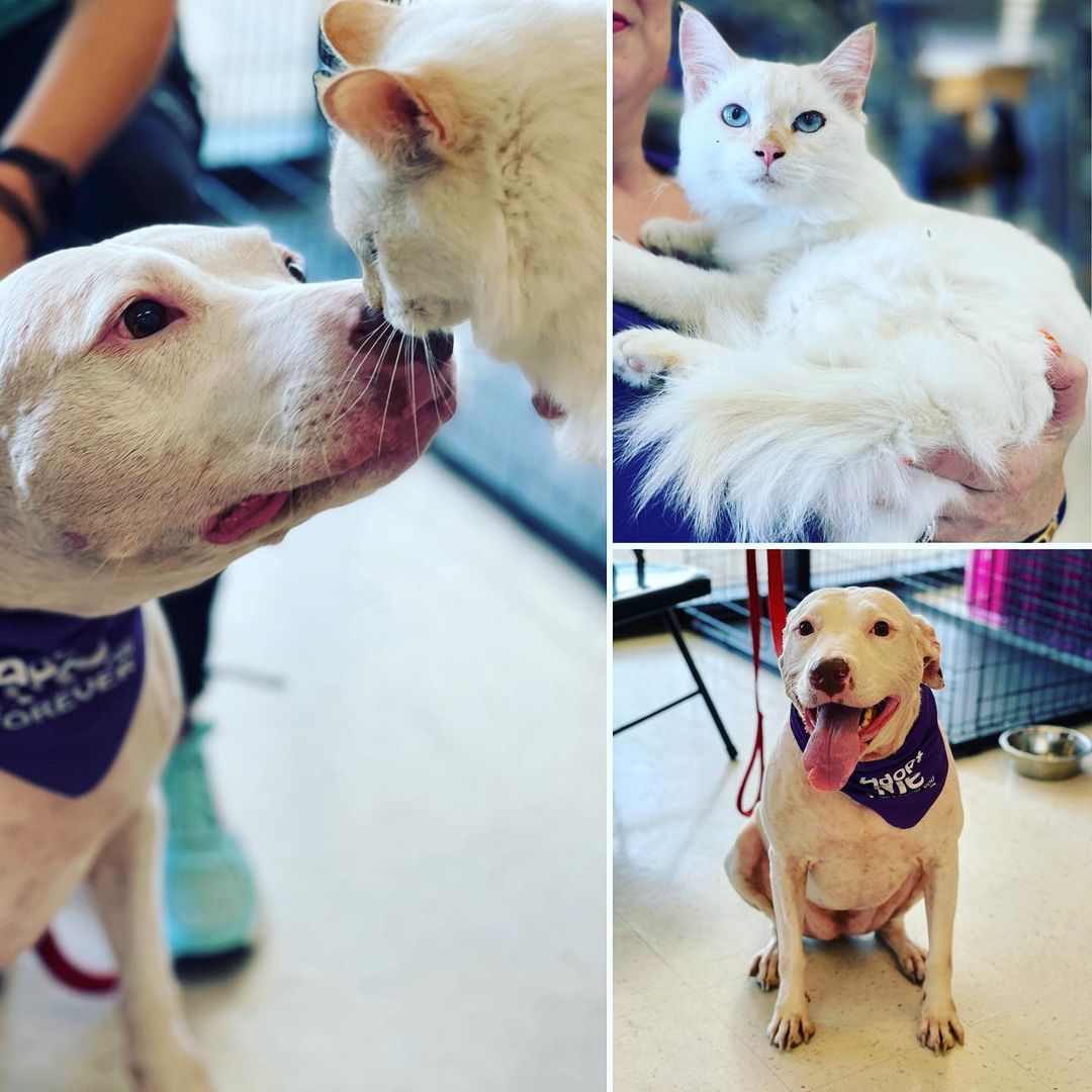 We have Merra & some awesome kitties available for adoption at Petsmart on Davis Hwy from 12-4pm! Come out & meet your new bestfriend💜 <a target='_blank' href='https://www.instagram.com/explore/tags/adoptdontshop/'>#adoptdontshop</a> <a target='_blank' href='https://www.instagram.com/explore/tags/rescue/'>#rescue</a> <a target='_blank' href='https://www.instagram.com/explore/tags/foster/'>#foster</a> <a target='_blank' href='https://www.instagram.com/explore/tags/volunteer/'>#volunteer</a> <a target='_blank' href='https://www.instagram.com/explore/tags/juniorhumanesociety/'>#juniorhumanesociety</a> <a target='_blank' href='https://www.instagram.com/explore/tags/lovedogs/'>#lovedogs</a> <a target='_blank' href='https://www.instagram.com/explore/tags/dogsofinstagram/'>#dogsofinstagram</a> <a target='_blank' href='https://www.instagram.com/explore/tags/kittylove/'>#kittylove</a> <a target='_blank' href='https://www.instagram.com/explore/tags/kittensofinstagram/'>#kittensofinstagram</a> <a target='_blank' href='https://www.instagram.com/explore/tags/bestfriend/'>#bestfriend</a> <a target='_blank' href='https://www.instagram.com/explore/tags/pensacola/'>#pensacola</a>