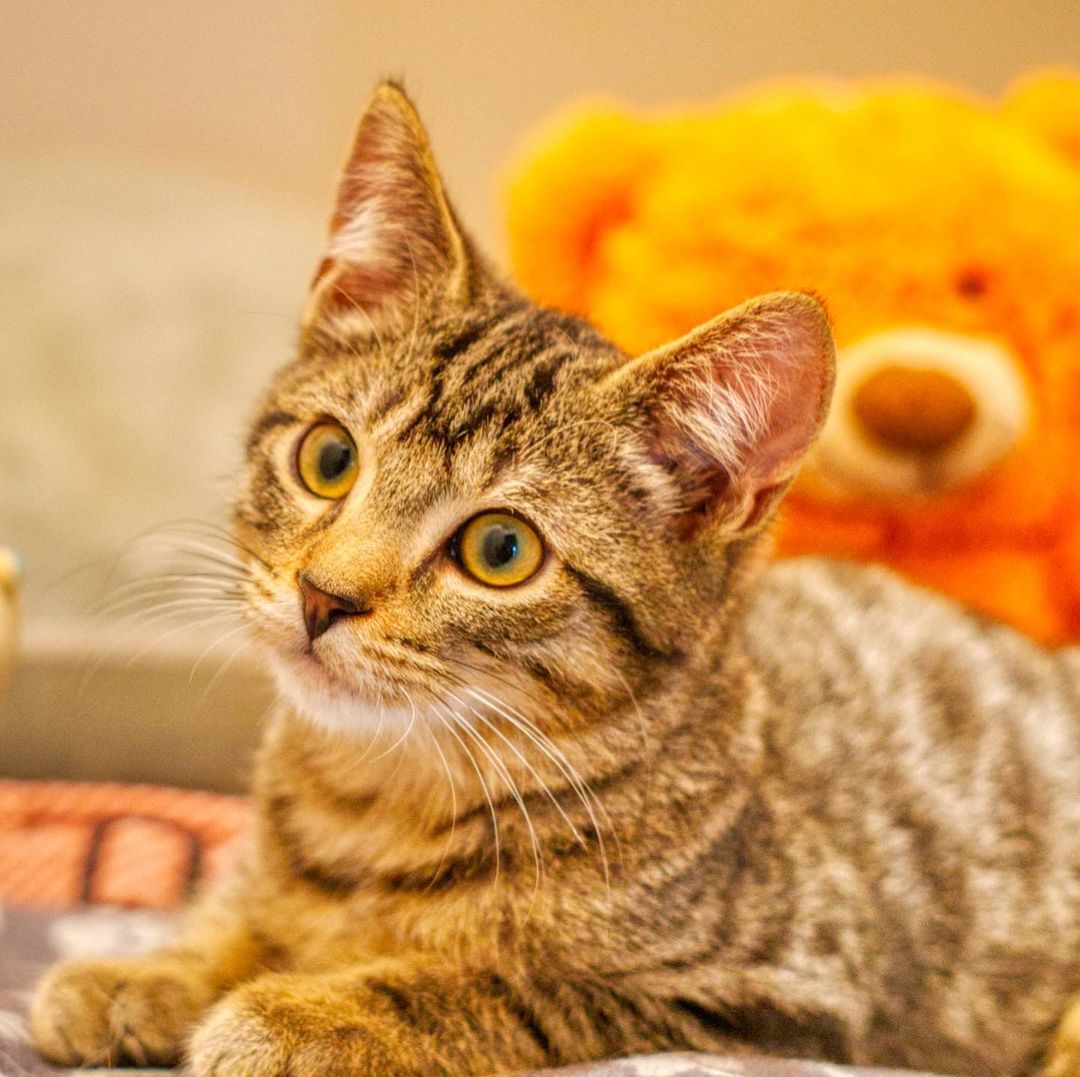 Toaster Strudel is a sweet 17 weeks old tabby kitten. Sometimes will meow at you if you look at him. Enjoys being petted on and be given affection. Playful with other kittens and toys. Curious of calm dogs and will walk up to sniff them.

To adopt, please fill out an adoption application at https://www.threepawsrescue.org/adoption-application/

For information about adoption fee, please visit https://www.threepawsrescue.org/adoption-fees/

To learn about the adoption process, please visit https://www.threepawsrescue.org/adoption-process/

<a target='_blank' href='https://www.instagram.com/explore/tags/adoptdontshop/'>#adoptdontshop</a> <a target='_blank' href='https://www.instagram.com/explore/tags/adopt/'>#adopt</a> <a target='_blank' href='https://www.instagram.com/explore/tags/adoptme/'>#adoptme</a> <a target='_blank' href='https://www.instagram.com/explore/tags/fosteringsaveslives/'>#fosteringsaveslives</a> <a target='_blank' href='https://www.instagram.com/explore/tags/cats/'>#cats</a> <a target='_blank' href='https://www.instagram.com/explore/tags/catsofinstagram/'>#catsofinstagram</a> <a target='_blank' href='https://www.instagram.com/explore/tags/catscatscats/'>#catscatscats</a> <a target='_blank' href='https://www.instagram.com/explore/tags/adoptacat/'>#adoptacat</a> <a target='_blank' href='https://www.instagram.com/explore/tags/catstagram/'>#catstagram</a> <a target='_blank' href='https://www.instagram.com/explore/tags/adoptable/'>#adoptable</a> <a target='_blank' href='https://www.instagram.com/explore/tags/atlanta/'>#atlanta</a> <a target='_blank' href='https://www.instagram.com/explore/tags/atl/'>#atl</a> <a target='_blank' href='https://www.instagram.com/explore/tags/atlcat/'>#atlcat</a> <a target='_blank' href='https://www.instagram.com/explore/tags/rescuecat/'>#rescuecat</a> <a target='_blank' href='https://www.instagram.com/explore/tags/rescuedismyfavoritebreed/'>#rescuedismyfavoritebreed</a> <a target='_blank' href='https://www.instagram.com/explore/tags/rescuecatsofinstagram/'>#rescuecatsofinstagram</a> <a target='_blank' href='https://www.instagram.com/explore/tags/catsofig/'>#catsofig</a> <a target='_blank' href='https://www.instagram.com/explore/tags/catsofinsta/'>#catsofinsta</a> <a target='_blank' href='https://www.instagram.com/explore/tags/atlantacat/'>#atlantacat</a> <a target='_blank' href='https://www.instagram.com/explore/tags/catsofatlanta/'>#catsofatlanta</a> <a target='_blank' href='https://www.instagram.com/explore/tags/catsofatl/'>#catsofatl</a> <a target='_blank' href='https://www.instagram.com/explore/tags/atlantarescuecats/'>#atlantarescuecats</a> <a target='_blank' href='https://www.instagram.com/explore/tags/rescuecatsofatlanta/'>#rescuecatsofatlanta</a> <a target='_blank' href='https://www.instagram.com/explore/tags/kitty/'>#kitty</a> <a target='_blank' href='https://www.instagram.com/explore/tags/threepawsrescue/'>#threepawsrescue</a>