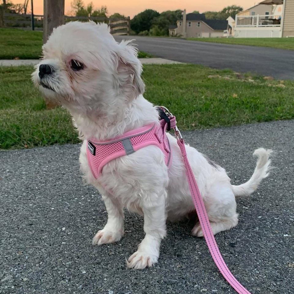 ADOPT BABY!!

Baby’s a 3yo 10lb Shih Tzu. She’s calm, non-hyper in-her-face dog friendly. She’s cat and older kid friendly! She’s pee pad trained for peeing and will need access to a non-grassy area to poop. Open Xpen trained which is where she sleeps. She needs work on leash training since she likes to take her time and explore. She loves all kinds of stuffed toys, likes to play and do zoomies around the house. She’s smart, calm, quiet, sweet, sensitive, submissive, inquisitive, and food motivated. 

Baby MUST have someone who works from home, retired or home often, where she can be taken on short walks, have a non-grassy area like deck or patio on property to go potty, since she doesn’t potty while on a leash along with someone who has time and patience to let her explore and warm up at her own pace. If you DO NOT fit this please DO NOT put an application in. We will not call anyone not a fit. Also, we will be concentrating on local to foster applications 1st since home checks and meets with all humans and animals in home is needed at meet. Our fosters are all volunteers so aren’t always able to travel too far.

Baby is eating Dr. Harvey’s Allergy fish recipe since we suspect she may have a chicken allergy and is eating with a slow feeder until she learns not to inhale her food. She’s spayed, vaccinated, HW negative and microchipped. Currently fostered in West Grove, PA. Apply at www.tprescue.org