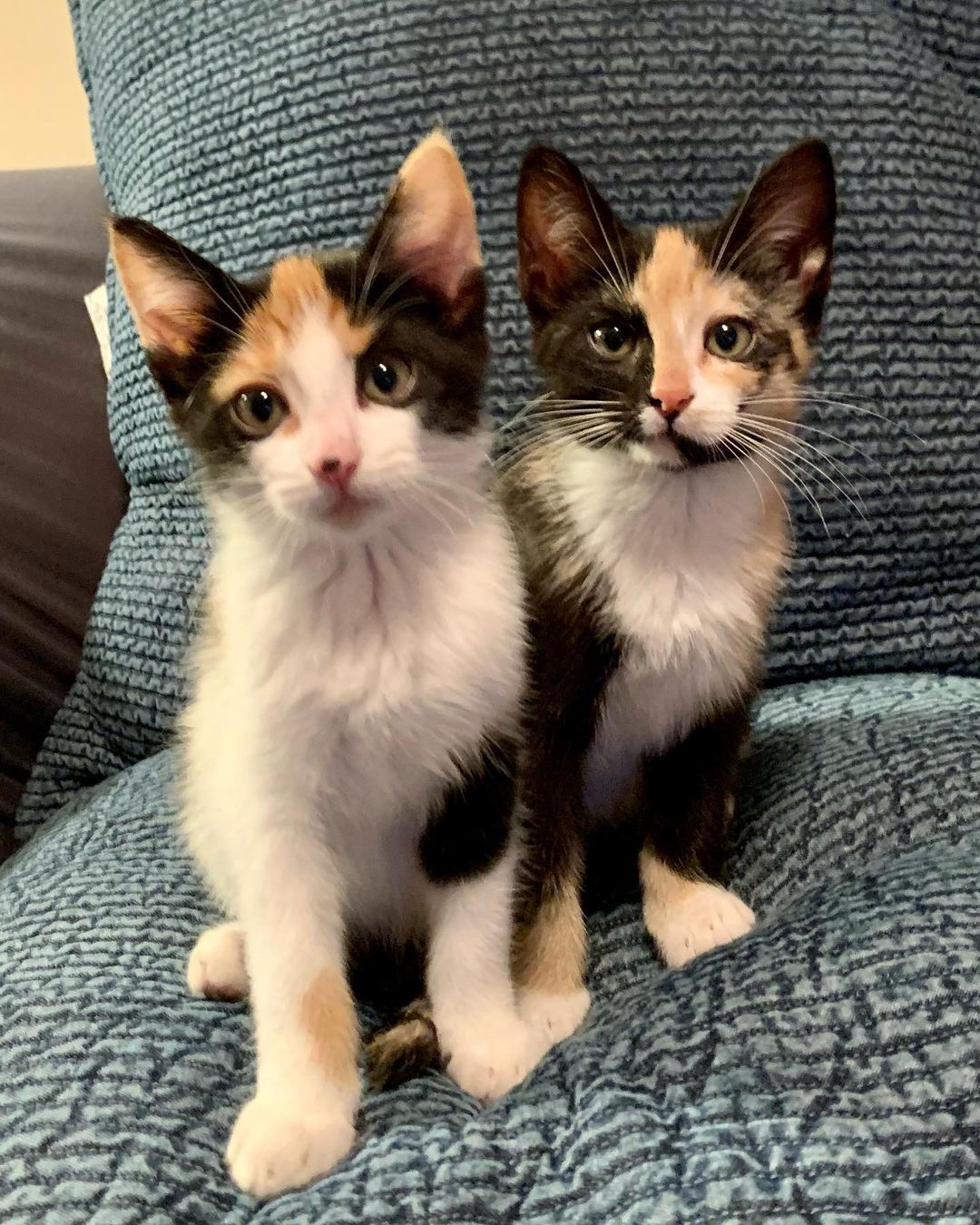 Rory and Rayna and killing us with how adorable they are… SERIOUSLY girls?!?!? Totally adorable! They’re also sweet, cuddly, and outgoing to boot!

Approx 10 weeks old and ready to go this Thursday. 

Http://redemptionroadrescue.rescuegroups.org/forms/ 

<a target='_blank' href='https://www.instagram.com/explore/tags/Adoptdontshop/'>#Adoptdontshop</a> <a target='_blank' href='https://www.instagram.com/explore/tags/redemptionroadrescue/'>#redemptionroadrescue</a> <a target='_blank' href='https://www.instagram.com/explore/tags/redemptionroadmn/'>#redemptionroadmn</a> <a target='_blank' href='https://www.instagram.com/explore/tags/kittens/'>#kittens</a> <a target='_blank' href='https://www.instagram.com/explore/tags/kittensofinstagram/'>#kittensofinstagram</a> <a target='_blank' href='https://www.instagram.com/explore/tags/minneapoliskitty/'>#minneapoliskitty</a> <a target='_blank' href='https://www.instagram.com/explore/tags/rescuedismyfavoritebreed/'>#rescuedismyfavoritebreed</a> <a target='_blank' href='https://www.instagram.com/explore/tags/minnesotakittens/'>#minnesotakittens</a> <a target='_blank' href='https://www.instagram.com/explore/tags/rescuekitten/'>#rescuekitten</a> <a target='_blank' href='https://www.instagram.com/explore/tags/adoptedkitten/'>#adoptedkitten</a> <a target='_blank' href='https://www.instagram.com/explore/tags/calicokitten/'>#calicokitten</a>