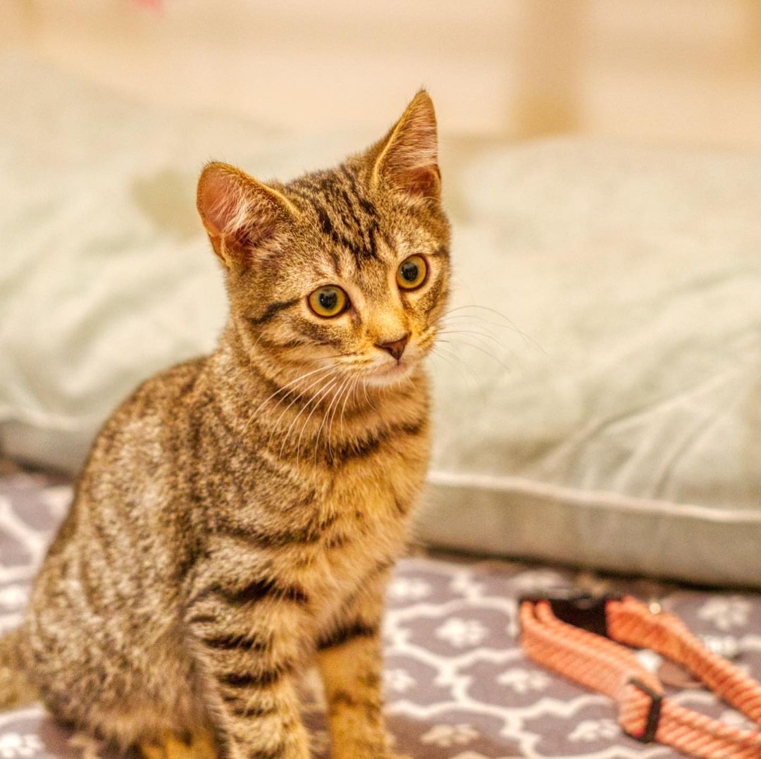 Toaster Strudel is a sweet 17 weeks old tabby kitten. Sometimes will meow at you if you look at him. Enjoys being petted on and be given affection. Playful with other kittens and toys. Curious of calm dogs and will walk up to sniff them.

To adopt, please fill out an adoption application at https://www.threepawsrescue.org/adoption-application/

For information about adoption fee, please visit https://www.threepawsrescue.org/adoption-fees/

To learn about the adoption process, please visit https://www.threepawsrescue.org/adoption-process/

<a target='_blank' href='https://www.instagram.com/explore/tags/adoptdontshop/'>#adoptdontshop</a> <a target='_blank' href='https://www.instagram.com/explore/tags/adopt/'>#adopt</a> <a target='_blank' href='https://www.instagram.com/explore/tags/adoptme/'>#adoptme</a> <a target='_blank' href='https://www.instagram.com/explore/tags/fosteringsaveslives/'>#fosteringsaveslives</a> <a target='_blank' href='https://www.instagram.com/explore/tags/cats/'>#cats</a> <a target='_blank' href='https://www.instagram.com/explore/tags/catsofinstagram/'>#catsofinstagram</a> <a target='_blank' href='https://www.instagram.com/explore/tags/catscatscats/'>#catscatscats</a> <a target='_blank' href='https://www.instagram.com/explore/tags/adoptacat/'>#adoptacat</a> <a target='_blank' href='https://www.instagram.com/explore/tags/catstagram/'>#catstagram</a> <a target='_blank' href='https://www.instagram.com/explore/tags/adoptable/'>#adoptable</a> <a target='_blank' href='https://www.instagram.com/explore/tags/atlanta/'>#atlanta</a> <a target='_blank' href='https://www.instagram.com/explore/tags/atl/'>#atl</a> <a target='_blank' href='https://www.instagram.com/explore/tags/atlcat/'>#atlcat</a> <a target='_blank' href='https://www.instagram.com/explore/tags/rescuecat/'>#rescuecat</a> <a target='_blank' href='https://www.instagram.com/explore/tags/rescuedismyfavoritebreed/'>#rescuedismyfavoritebreed</a> <a target='_blank' href='https://www.instagram.com/explore/tags/rescuecatsofinstagram/'>#rescuecatsofinstagram</a> <a target='_blank' href='https://www.instagram.com/explore/tags/catsofig/'>#catsofig</a> <a target='_blank' href='https://www.instagram.com/explore/tags/catsofinsta/'>#catsofinsta</a> <a target='_blank' href='https://www.instagram.com/explore/tags/atlantacat/'>#atlantacat</a> <a target='_blank' href='https://www.instagram.com/explore/tags/catsofatlanta/'>#catsofatlanta</a> <a target='_blank' href='https://www.instagram.com/explore/tags/catsofatl/'>#catsofatl</a> <a target='_blank' href='https://www.instagram.com/explore/tags/atlantarescuecats/'>#atlantarescuecats</a> <a target='_blank' href='https://www.instagram.com/explore/tags/rescuecatsofatlanta/'>#rescuecatsofatlanta</a> <a target='_blank' href='https://www.instagram.com/explore/tags/kitty/'>#kitty</a> <a target='_blank' href='https://www.instagram.com/explore/tags/threepawsrescue/'>#threepawsrescue</a>