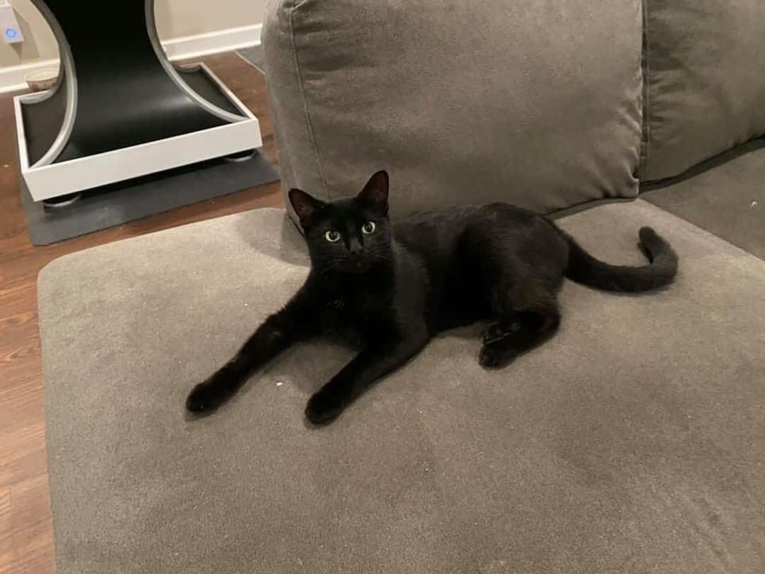 🐾🍁🐾 MEET SQUEAK! 🐾🍁🐾

🖤 Squeak is an one year old, gorgeous, lanky house panther. He’s huge! Not heavy but really tall and lanky!
🖤 He has the greenest eyes and the shiniest fur. 
🖤 He is affectionate and a pleasure to have around. 
🐾 Tolerates other cats fine, but isn’t overly interactive with them. Would likely be ok with respectful dogs!

✔️ Neutered, up to date on vaccinations, tested and microchipped!

If you are interested in adopting this pet, please head to www.pettalesrescue.com and fill out an application ✍🏼