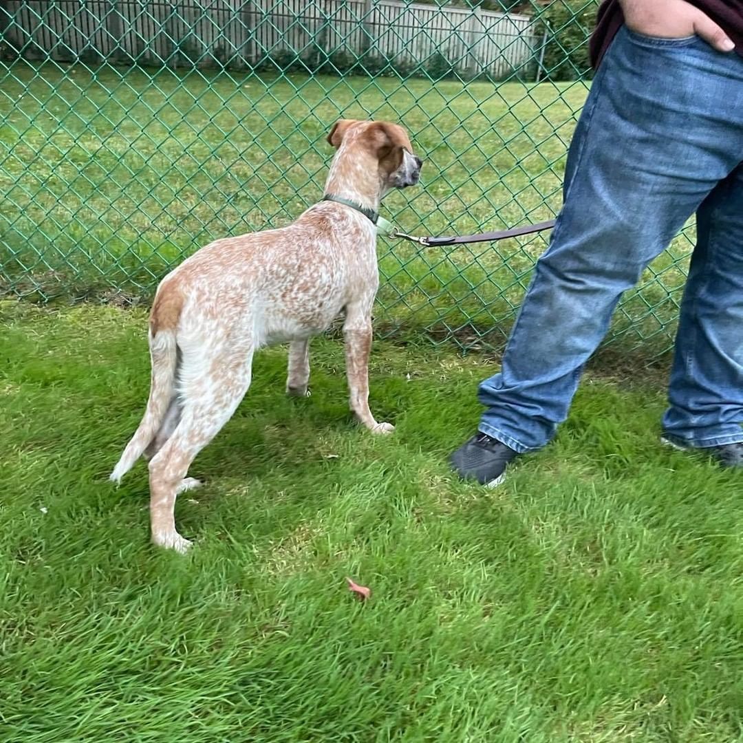 Harry was out and about today!  He met some new people, and even went on a ride on a golf cart.  He did great 🙂
Only about 5 months old, Harry came into the rescue on Sunday.  He's settling in well with his foster family.  He's a little timid of new things, and the kind of socialization he had today is wonderful for him!
Harry is happy to make friends with other dogs.  He would also be happy to live with respectful children 10 years old or older.  He hasn't been tested with young children, or with cats.  He was scared of chickens when he first saw them!
He will be seeing our vet, and once he has a chance to relax a bit more and for us to get to know him better, he'll be ready to find a fabulous forever family.
Harry would love a fenced yard, and an active family who will take him on adventures and continue to introduce him to new people, places and things.
He's a friendly, lovable puppy who will make a wonderful new family member.
To adopt, please send a message for an application.
<a target='_blank' href='https://www.instagram.com/explore/tags/rescuedogsofinstagram/'>#rescuedogsofinstagram</a> <a target='_blank' href='https://www.instagram.com/explore/tags/adoptme/'>#adoptme</a> <a target='_blank' href='https://www.instagram.com/explore/tags/furryfriendsct/'>#furryfriendsct</a> <a target='_blank' href='https://www.instagram.com/explore/tags/fffr/'>#fffr</a> <a target='_blank' href='https://www.instagram.com/explore/tags/adoptdontshop/'>#adoptdontshop</a> <a target='_blank' href='https://www.instagram.com/explore/tags/res/'>#res</a><a target='_blank' href='https://www.instagram.com/explore/tags/rescuedogsareb/'>#rescuedogsareb</a>