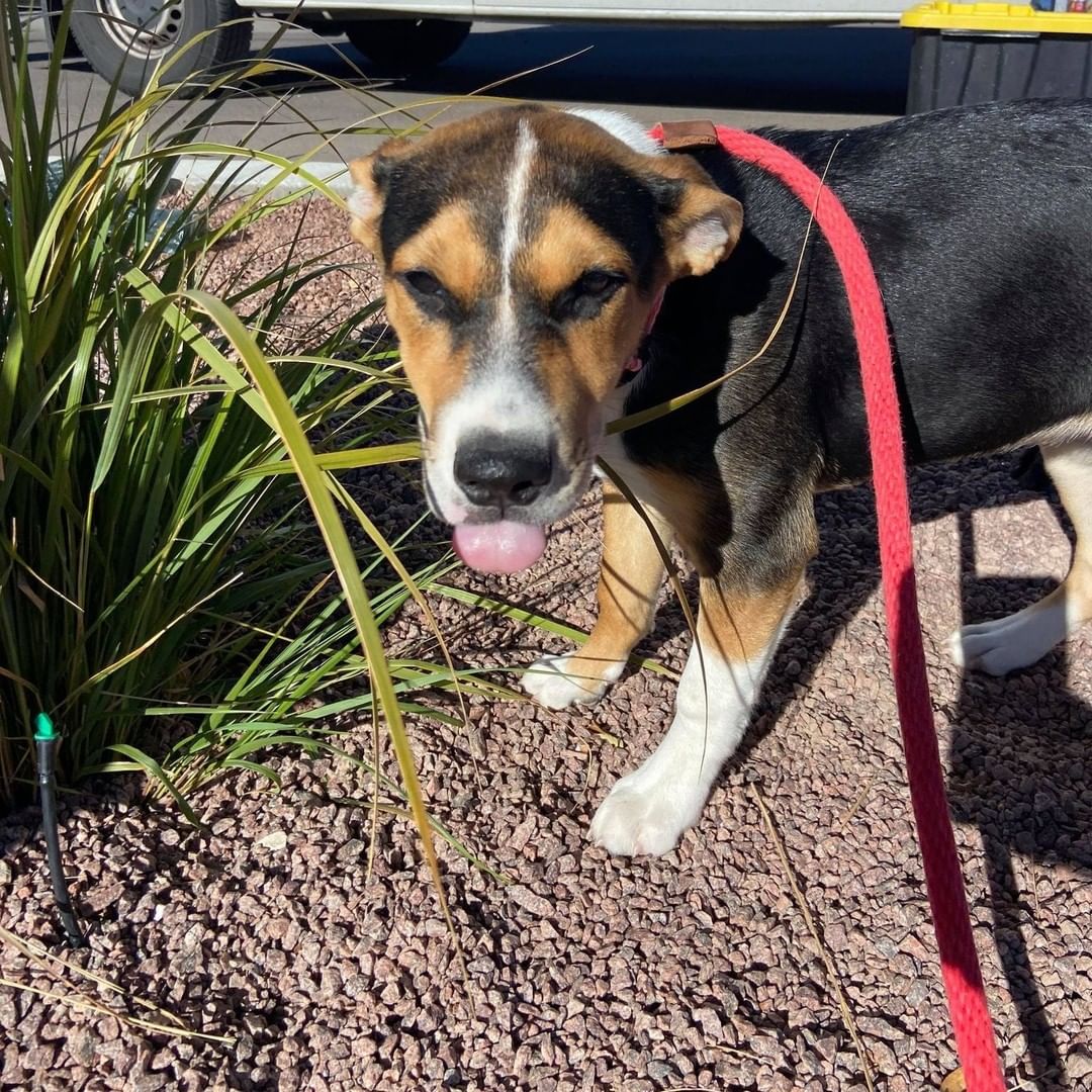 Just a few pics of the pups on their break this morning! Exploring the new scenery of New Mexico!  The fosters and adopters love all the updates we get along the way! Happy Trails Four Paws In Motion!