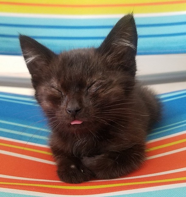 Remember Pepito, a tailless kitten with entropion who had to keep his eyes closed most of the time because of his painful condition? 😻

He has recently had an eyelids surgery and finally can see the world with both eyes widely opened.🥳🎉

❤️ Many thanks to all contributors who donated for this surgery. ❤️ Kudos to his foster mom Andrea  and to his adopter  mom Shannon who have been taking him to multiple medical appointments and helping to feel safe in the world around him when he still couldn't see. ❤️ Special thanks to Dr.Singh from Aborn Pet Clinic who performed Pepito's surgery. 

❤️THANK YOU!❤️ to all our supporter and contributors 
✅ Want to help more kittens like Pepito to get a second chance? Your contribution will make an impact, whether you donate $5 or $500: 
👉 https://www.facebook.com/donate/771610300184406/
👉 https://angelsfurryfriends.org/donate/pepito/
👉PayPal: donations@angelsfurryfriends.org
✅ Check our website for adoptable animals: https://angelsfurryfriends.org
✅ Apply to become a foster https://angelsfurryfriends.org/foster-application/
✅ Our furry friends will be super happy if you can contribute to our AMAZON wish list: https://www.amazon.com/hz/wishlist/ls/20Z238E5G16UH
✅ Find us on AMAZON SMILE
🤝 Please share information about our Rescue
✅ Angel’s Furry Friends is a Non-Profit 501(3) organization. Your Donations are Tax deductible.

<a target='_blank' href='https://www.instagram.com/explore/tags/adoptdontshop/'>#adoptdontshop</a> <a target='_blank' href='https://www.instagram.com/explore/tags/animalrescue/'>#animalrescue</a> <a target='_blank' href='https://www.instagram.com/explore/tags/animalhelp/'>#animalhelp</a> <a target='_blank' href='https://www.instagram.com/explore/tags/doglove/'>#doglove</a> <a target='_blank' href='https://www.instagram.com/explore/tags/catlove/'>#catlove</a> <a target='_blank' href='https://www.instagram.com/explore/tags/dogrescue/'>#dogrescue</a> <a target='_blank' href='https://www.instagram.com/explore/tags/catrescue/'>#catrescue</a> <a target='_blank' href='https://www.instagram.com/explore/tags/streetcats/'>#streetcats</a> <a target='_blank' href='https://www.instagram.com/explore/tags/angelsfurryfriends/'>#angelsfurryfriends</a> <a target='_blank' href='https://www.instagram.com/explore/tags/savealife/'>#savealife</a> <a target='_blank' href='https://www.instagram.com/explore/tags/bekind/'>#bekind</a> <a target='_blank' href='https://www.instagram.com/explore/tags/catsforadoption/'>#catsforadoption</a> <a target='_blank' href='https://www.instagram.com/explore/tags/dogsforadoption/'>#dogsforadoption</a> <a target='_blank' href='https://www.instagram.com/explore/tags/animalwelfare/'>#animalwelfare</a>  <a target='_blank' href='https://www.instagram.com/explore/tags/rescuedog/'>#rescuedog</a> <a target='_blank' href='https://www.instagram.com/explore/tags/rescuedismyfavoritebreed/'>#rescuedismyfavoritebreed</a> <a target='_blank' href='https://www.instagram.com/explore/tags/lifeanimalrescue/'>#lifeanimalrescue</a> <a target='_blank' href='https://www.instagram.com/explore/tags/animalrescue/'>#animalrescue</a> <a target='_blank' href='https://www.instagram.com/explore/tags/Pepito/'>#Pepito</a>