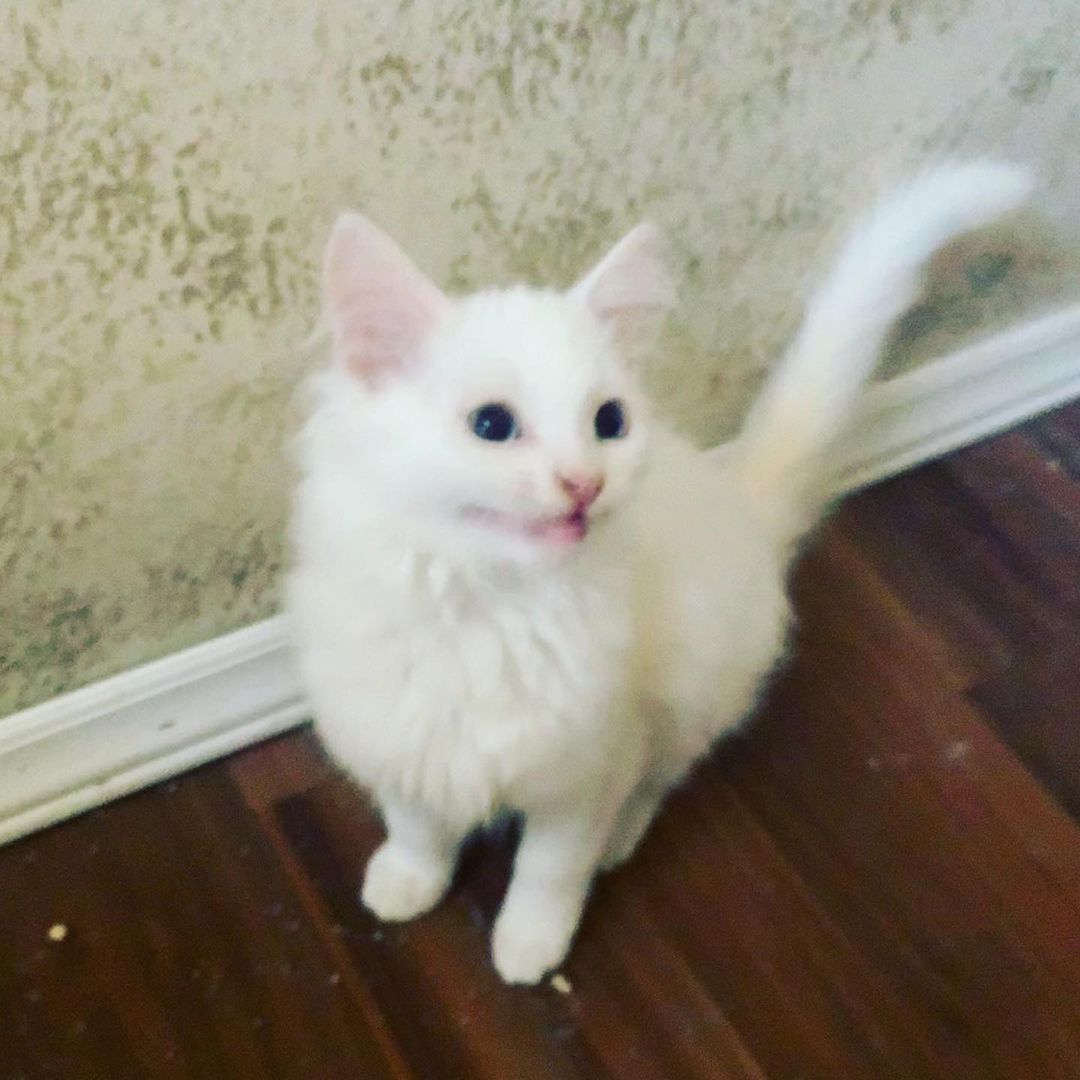 😻🐾🐱Meet momma Snowflake and her two handsome boys Moon and Spirit. These beautiful Turkish Angora kitties are all now fully vetted and ready to be adopted now. We know that they will go very quickly. If you are interested in adopting one or more of them please request an adoption application at loveandpurrssanctuary@gmail.com <a target='_blank' href='https://www.instagram.com/explore/tags/adoptdontshop/'>#adoptdontshop</a> <a target='_blank' href='https://www.instagram.com/explore/tags/adoptables/'>#adoptables</a> <a target='_blank' href='https://www.instagram.com/explore/tags/turkishangora/'>#turkishangora</a> <a target='_blank' href='https://www.instagram.com/explore/tags/loveandpurrssanctuary/'>#loveandpurrssanctuary</a> <a target='_blank' href='https://www.instagram.com/explore/tags/spayandneuter/'>#spayandneuter</a> <a target='_blank' href='https://www.instagram.com/explore/tags/rescuecat/'>#rescuecat</a>