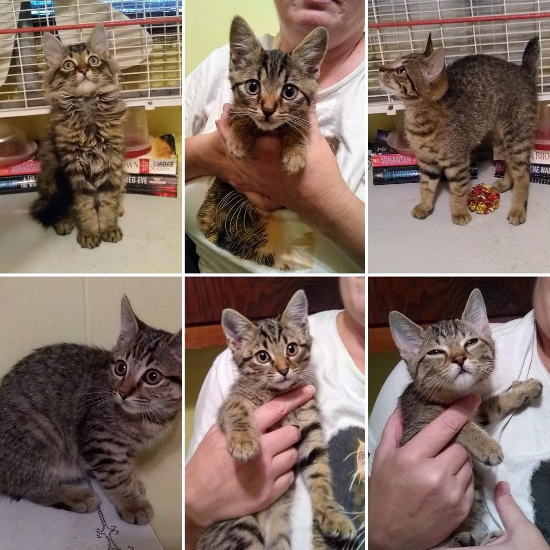 So whose bright idea was it to get 6 brown tabby kittens all at the same time?
Oh yeah, mine since they were out of time and on the list to be put down.
Meet Handsome, Legend, Loverboy, Valiant, Kio, and Aria.  And yes, 5 boys and just 1 girl.  4 with Bobtails, 2 long tailed.  <a target='_blank' href='https://www.instagram.com/explore/tags/taillesscatrescue/'>#taillesscatrescue</a> <a target='_blank' href='https://www.instagram.com/explore/tags/adoptdontshop/'>#adoptdontshop</a> <a target='_blank' href='https://www.instagram.com/explore/tags/americanbobtail/'>#americanbobtail</a> <a target='_blank' href='https://www.instagram.com/explore/tags/tabbycat/'>#tabbycat</a> <a target='_blank' href='https://www.instagram.com/explore/tags/northcarolina/'>#northcarolina</a> <a target='_blank' href='https://www.instagram.com/explore/tags/kittensofinstagram/'>#kittensofinstagram</a>