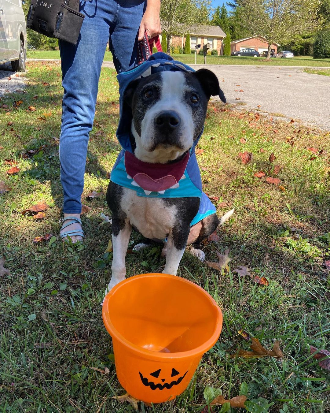 Foster pup Bogey went out trick or treating today and his treat was a pup cup! Look at how cute he is! Can you believe that no one has wanted to meet or adopt Bogey? <a target='_blank' href='https://www.instagram.com/explore/tags/rescuedog/'>#rescuedog</a> <a target='_blank' href='https://www.instagram.com/explore/tags/adoptdontshop/'>#adoptdontshop</a> <a target='_blank' href='https://www.instagram.com/explore/tags/rescuepittie/'>#rescuepittie</a> <a target='_blank' href='https://www.instagram.com/explore/tags/pupcup/'>#pupcup</a> <a target='_blank' href='https://www.instagram.com/explore/tags/puppaccino/'>#puppaccino</a> <a target='_blank' href='https://www.instagram.com/explore/tags/dogsincostumes/'>#dogsincostumes</a> <a target='_blank' href='https://www.instagram.com/explore/tags/aarftn/'>#aarftn</a> <a target='_blank' href='https://www.instagram.com/explore/tags/adoptme/'>#adoptme</a>