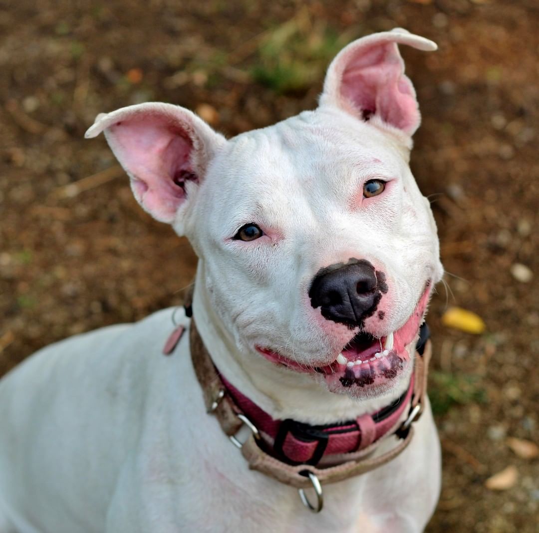 Meet this awesome group of four at SoHumane! 

General knows basic commands, walks nicely on the leash and is super eager to please. He plays well with respectful, gentle dogs. Offer General lots of belly rubs and a spot on the couch, and he’s all yours.

Handsome Kai enjoys going on walks, riding in the car, laying in the sun and playing with his doggy friends. His happy snorting noises will make you laugh. A smart fellow, Kai would love a home with a fully fenced in back yard for playtime.

Charming Lloyd is outgoing and friendly with everyone he meets. He has fun running, playing and going for walks. A transplant from Texas, Lloyd is ready for his forever home and family.

Pixi is an active playful girl who loves everyone she meets. She is happy receiving treats, giving kisses, playing fetch and cuddling. With continued training Pixi will be an awesome doggy companion.
Go to https://www.sohumane.org/dogs to learn more. Visit the Adoption Center, 2910 Table Rock Road, Medford, Oregon to meet General, Kai, Lloyd and Pixi.  Share this post with your friends and help match our awesome canines with new homes and families. <a target='_blank' href='https://www.instagram.com/explore/tags/sohumane/'>#sohumane</a> <a target='_blank' href='https://www.instagram.com/explore/tags/adoptsohumane/'>#adoptsohumane</a> <a target='_blank' href='https://www.instagram.com/explore/tags/adopt/'>#adopt</a> <a target='_blank' href='https://www.instagram.com/explore/tags/rescued/'>#rescued</a> <a target='_blank' href='https://www.instagram.com/explore/tags/savingtrain/'>#savingtrain</a> <a target='_blank' href='https://www.instagram.com/explore/tags/woof/'>#woof</a> <a target='_blank' href='https://www.instagram.com/explore/tags/doglover/'>#doglover</a> <a target='_blank' href='https://www.instagram.com/explore/tags/roguevalley/'>#roguevalley</a> <a target='_blank' href='https://www.instagram.com/explore/tags/southernoregon/'>#southernoregon</a>