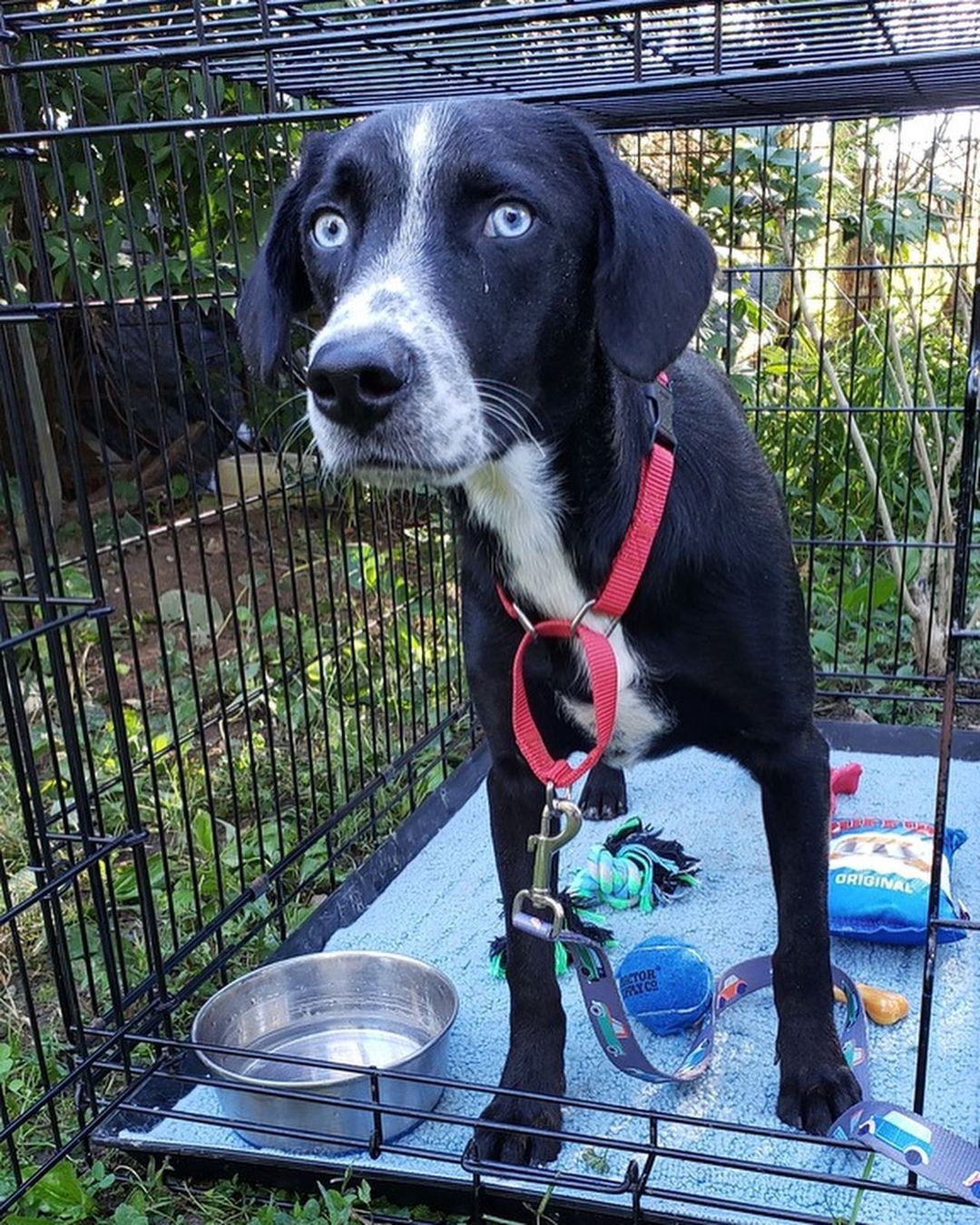 Hello 😊 My name is Remembering Bubblicious. The first thing people notice about are my beautiful, baby blue eyes! I look like a lab mix and am about 2 years old and 33lbs. I'm a shy guy who needs a patient adopter because sometimes the world can be scary. With time, love, and training, I should be able to come out of my shell. I’m ready to find my my forever home and enjoy a happily ever after! If you’re interested in adopting, check out the link in our bio. 

<a target='_blank' href='https://www.instagram.com/explore/tags/adoptabledog/'>#adoptabledog</a> <a target='_blank' href='https://www.instagram.com/explore/tags/adoptdontshop/'>#adoptdontshop</a> <a target='_blank' href='https://www.instagram.com/explore/tags/opttoadopt/'>#opttoadopt</a> <a target='_blank' href='https://www.instagram.com/explore/tags/ophrescue/'>#ophrescue</a> <a target='_blank' href='https://www.instagram.com/explore/tags/savedogs/'>#savedogs</a> <a target='_blank' href='https://www.instagram.com/explore/tags/dogrescue/'>#dogrescue</a> <a target='_blank' href='https://www.instagram.com/explore/tags/rescuedogs/'>#rescuedogs</a> <a target='_blank' href='https://www.instagram.com/explore/tags/mustlovedogs/'>#mustlovedogs</a> <a target='_blank' href='https://www.instagram.com/explore/tags/rescuedismyfavoritebreed/'>#rescuedismyfavoritebreed</a> <a target='_blank' href='https://www.instagram.com/explore/tags/rescuedogsofinstagram/'>#rescuedogsofinstagram</a>
<a target='_blank' href='https://www.instagram.com/explore/tags/cutedog/'>#cutedog</a> <a target='_blank' href='https://www.instagram.com/explore/tags/dogsofinstagram/'>#dogsofinstagram</a> <a target='_blank' href='https://www.instagram.com/explore/tags/dogstagram/'>#dogstagram</a> <a target='_blank' href='https://www.instagram.com/explore/tags/doggie/'>#doggie</a> <a target='_blank' href='https://www.instagram.com/explore/tags/dogslife/'>#dogslife</a>